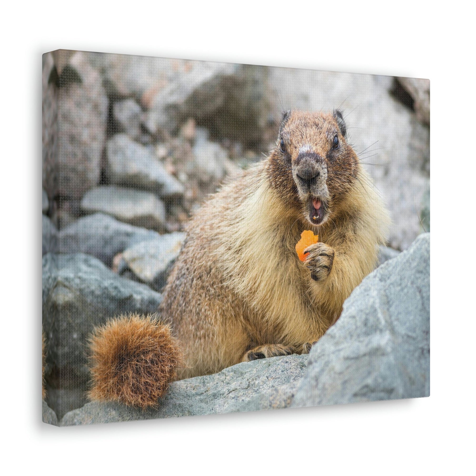 Funny Yellow Bellied Marmot Silly Yellow Bellied Marmot Scene Outdoor Wall Art Ready to Hang Unframed-Express Your Love Gifts