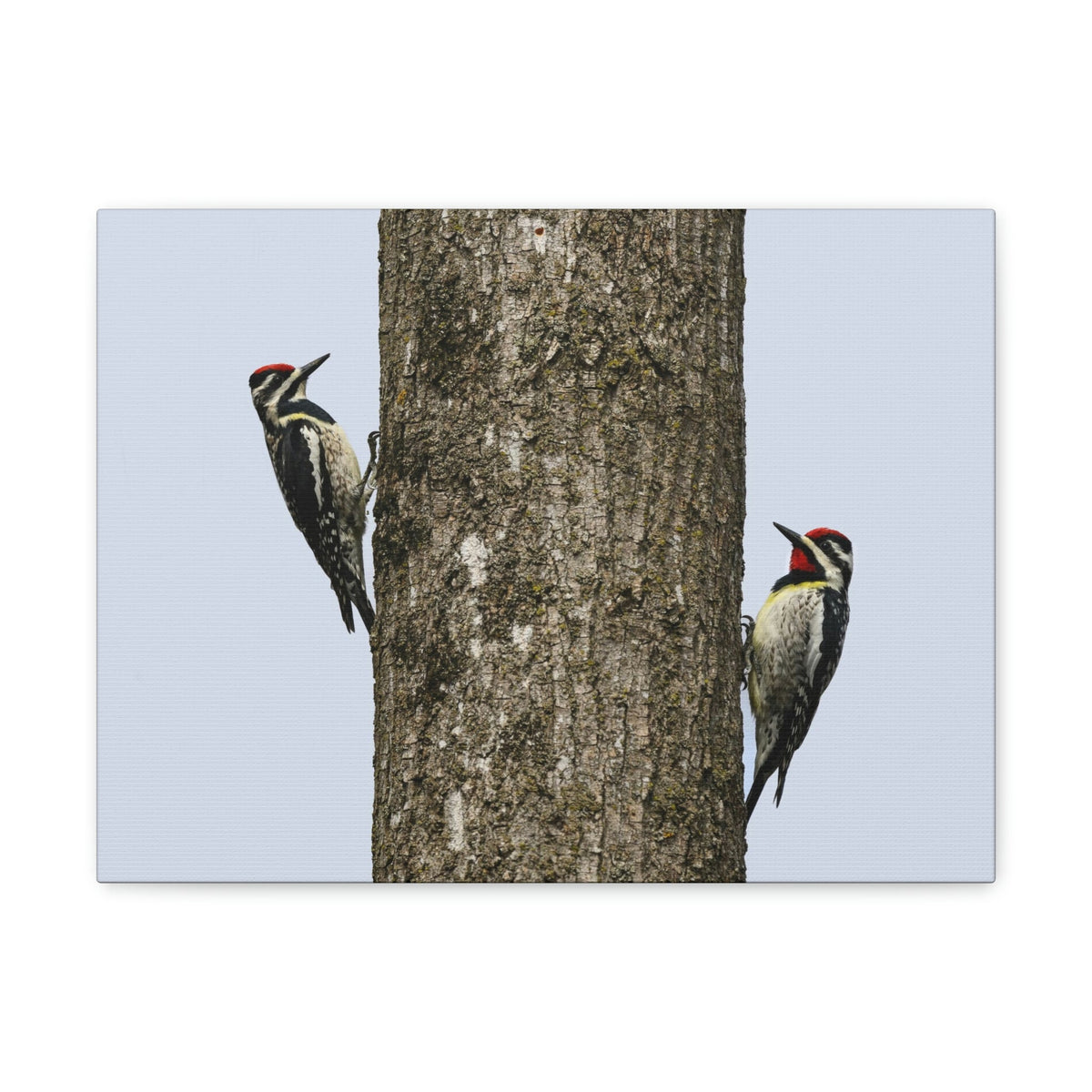 Funny Yellow Bellied Sapsucker Silly Yellow Bellied Sapsucker Scene Couple Wall Art Ready to Hang Unframed-Express Your Love Gifts