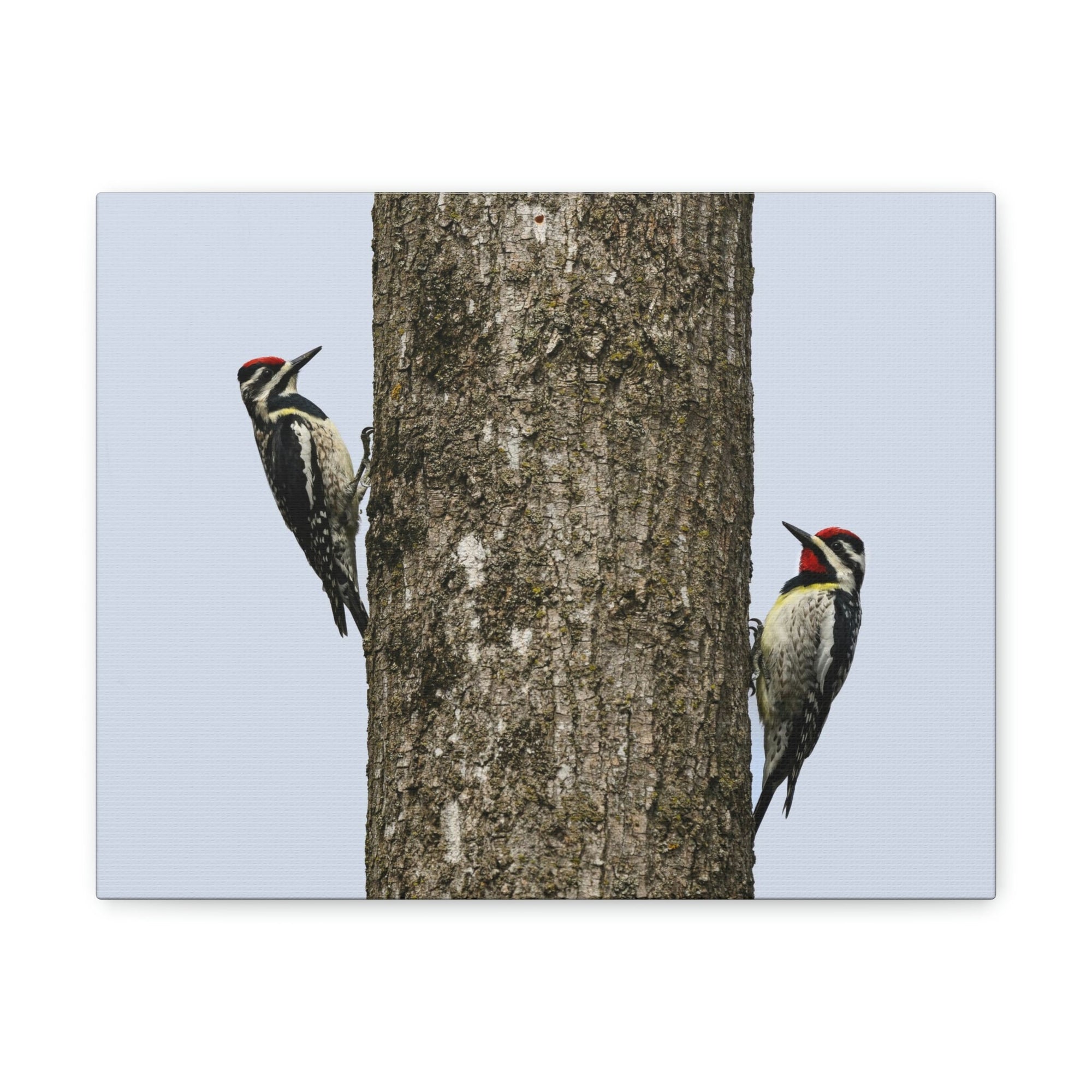 Funny Yellow Bellied Sapsucker Silly Yellow Bellied Sapsucker Scene Couple Wall Art Ready to Hang Unframed-Express Your Love Gifts