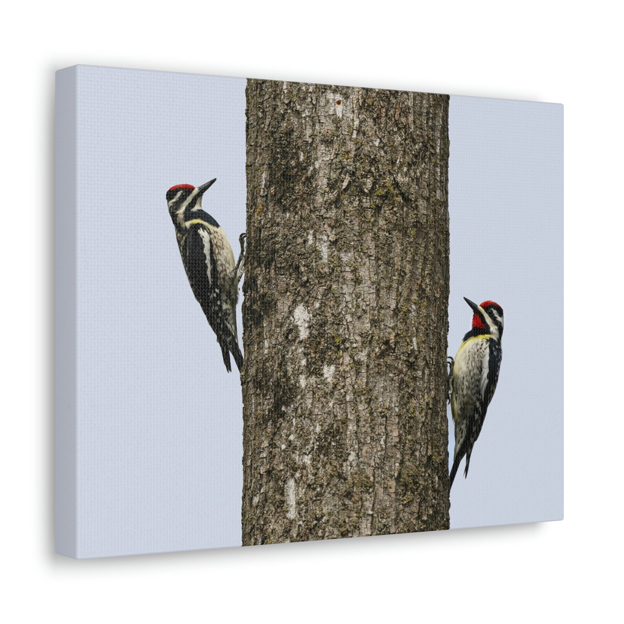 Funny Yellow Bellied Sapsucker Silly Yellow Bellied Sapsucker Scene Couple Wall Art Ready to Hang Unframed-Express Your Love Gifts