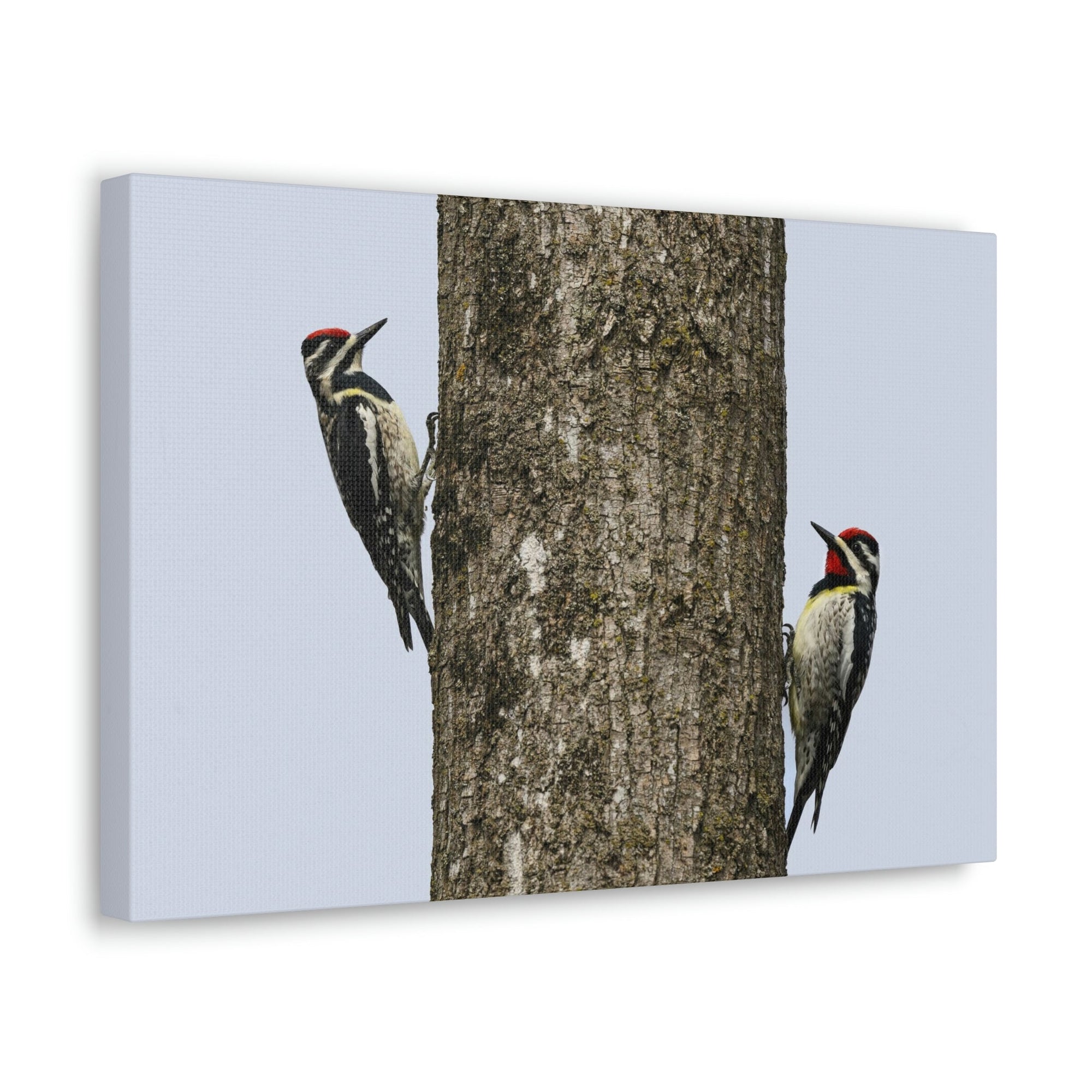 Funny Yellow Bellied Sapsucker Silly Yellow Bellied Sapsucker Scene Couple Wall Art Ready to Hang Unframed-Express Your Love Gifts