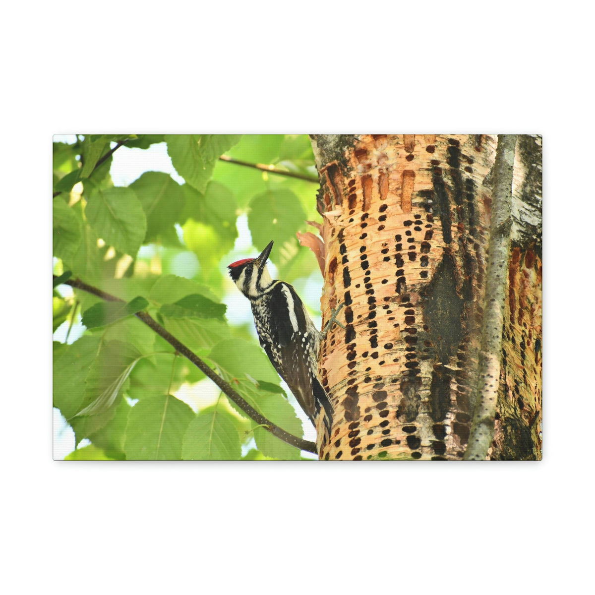 Funny Yellow Bellied Sapsucker Silly Yellow Bellied Sapsucker Scene Outside Wall Art Ready to Hang Unframed-Express Your Love Gifts