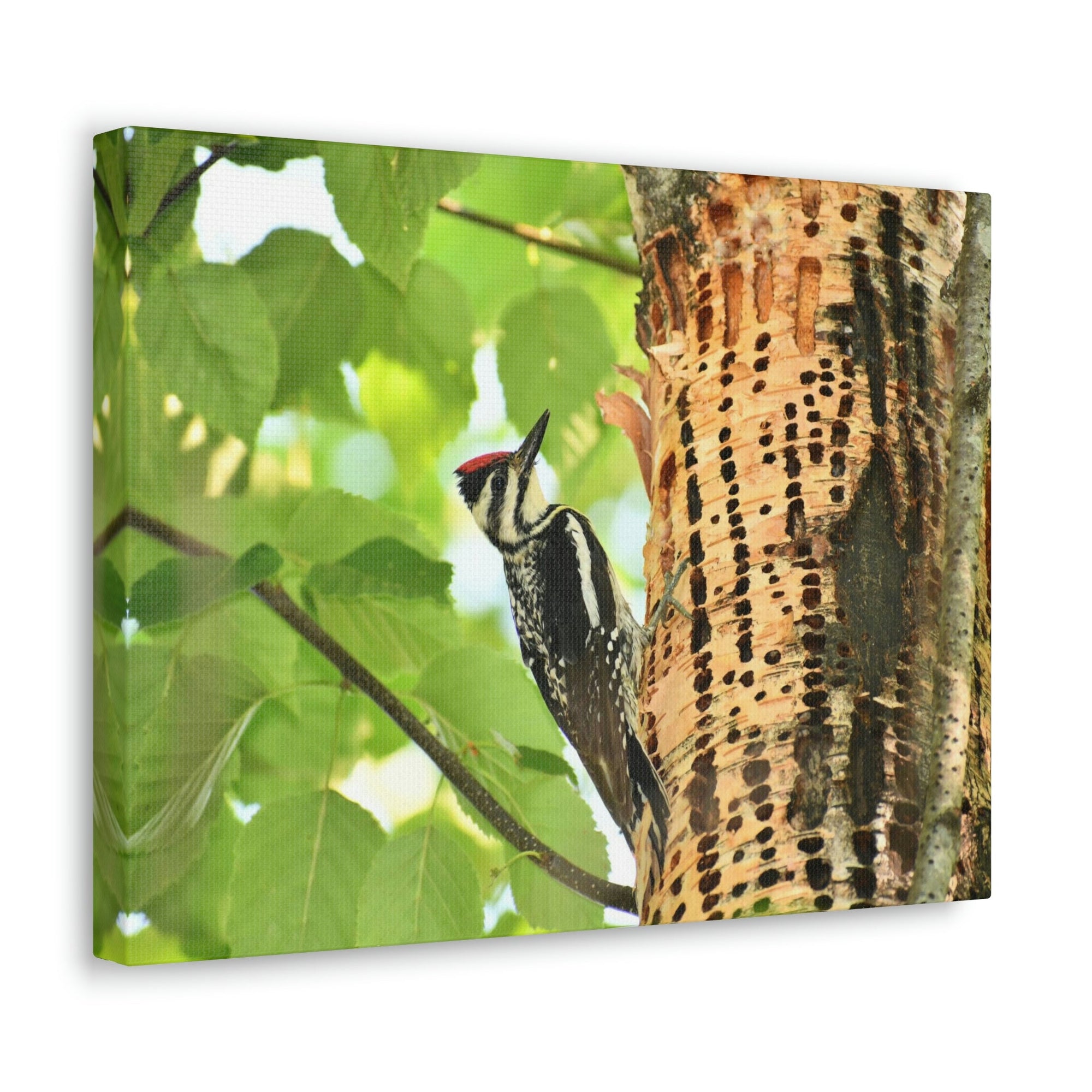 Funny Yellow Bellied Sapsucker Silly Yellow Bellied Sapsucker Scene Outside Wall Art Ready to Hang Unframed-Express Your Love Gifts