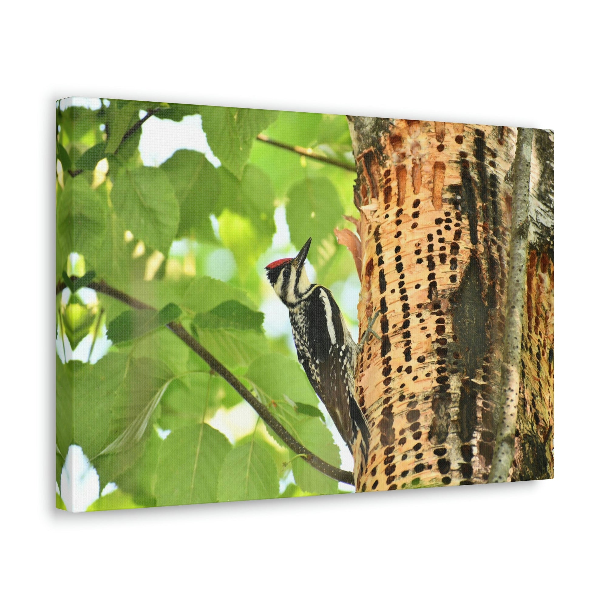 Funny Yellow Bellied Sapsucker Silly Yellow Bellied Sapsucker Scene Outside Wall Art Ready to Hang Unframed-Express Your Love Gifts