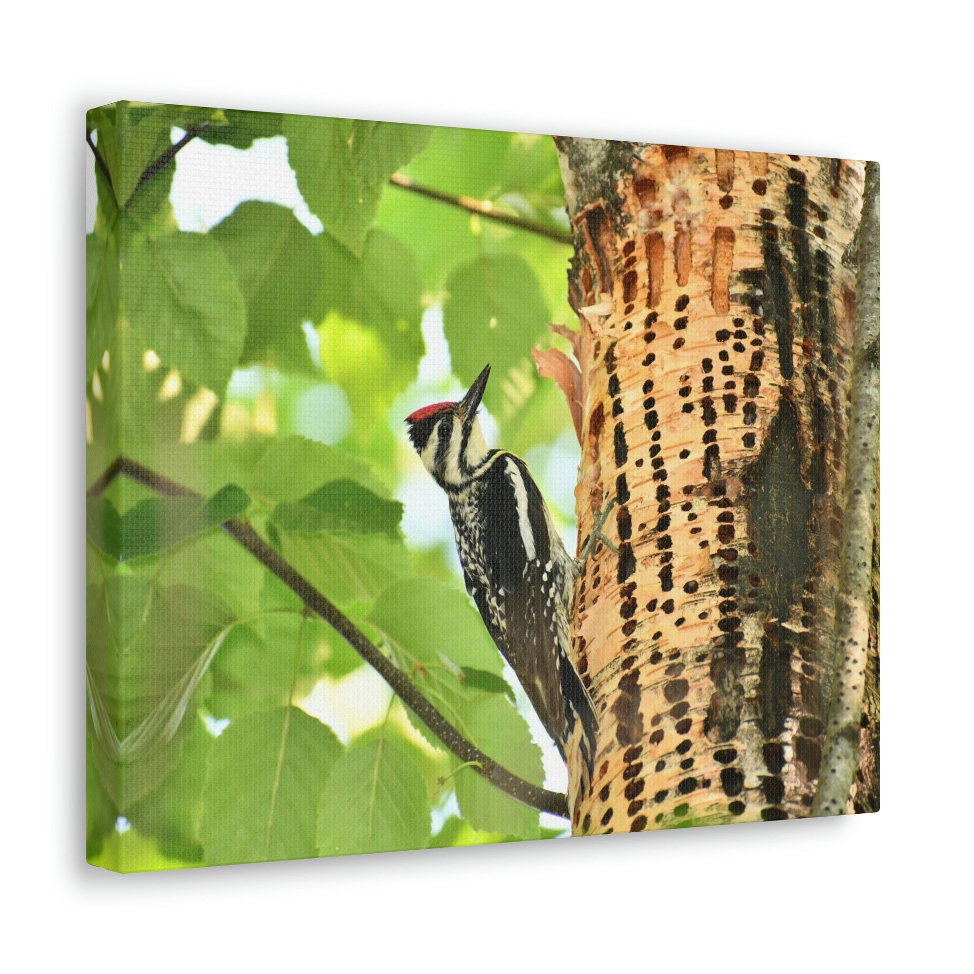 Funny Yellow Bellied Sapsucker Silly Yellow Bellied Sapsucker Scene Outside Wall Art Ready to Hang Unframed-Express Your Love Gifts