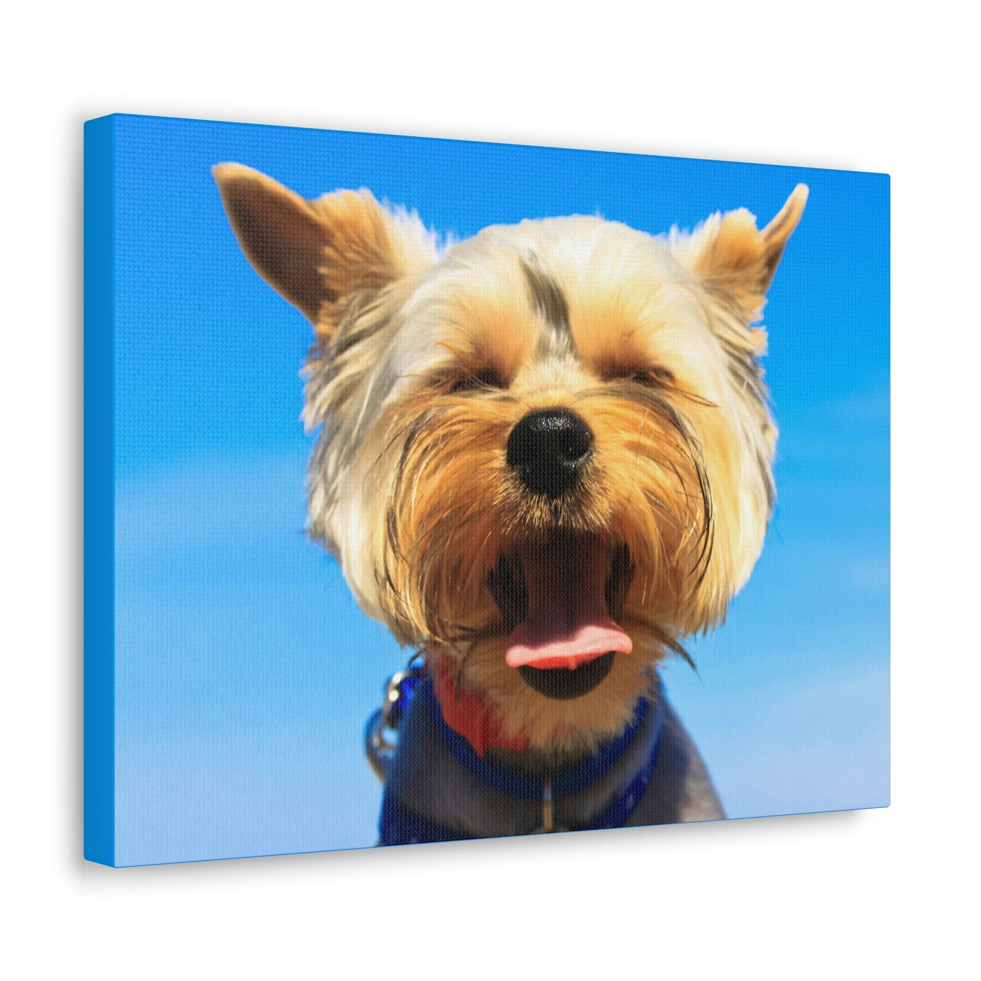 Funny Yorkshire Terrier Silly Yorkshire Terrier Outside Wall Art Ready to Hang Unframed-Express Your Love Gifts