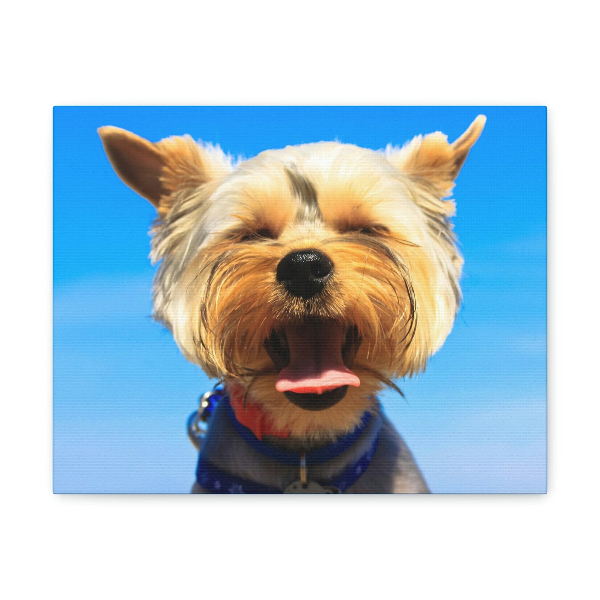 Funny Yorkshire Terrier Silly Yorkshire Terrier Outside Wall Art Ready to Hang Unframed-Express Your Love Gifts