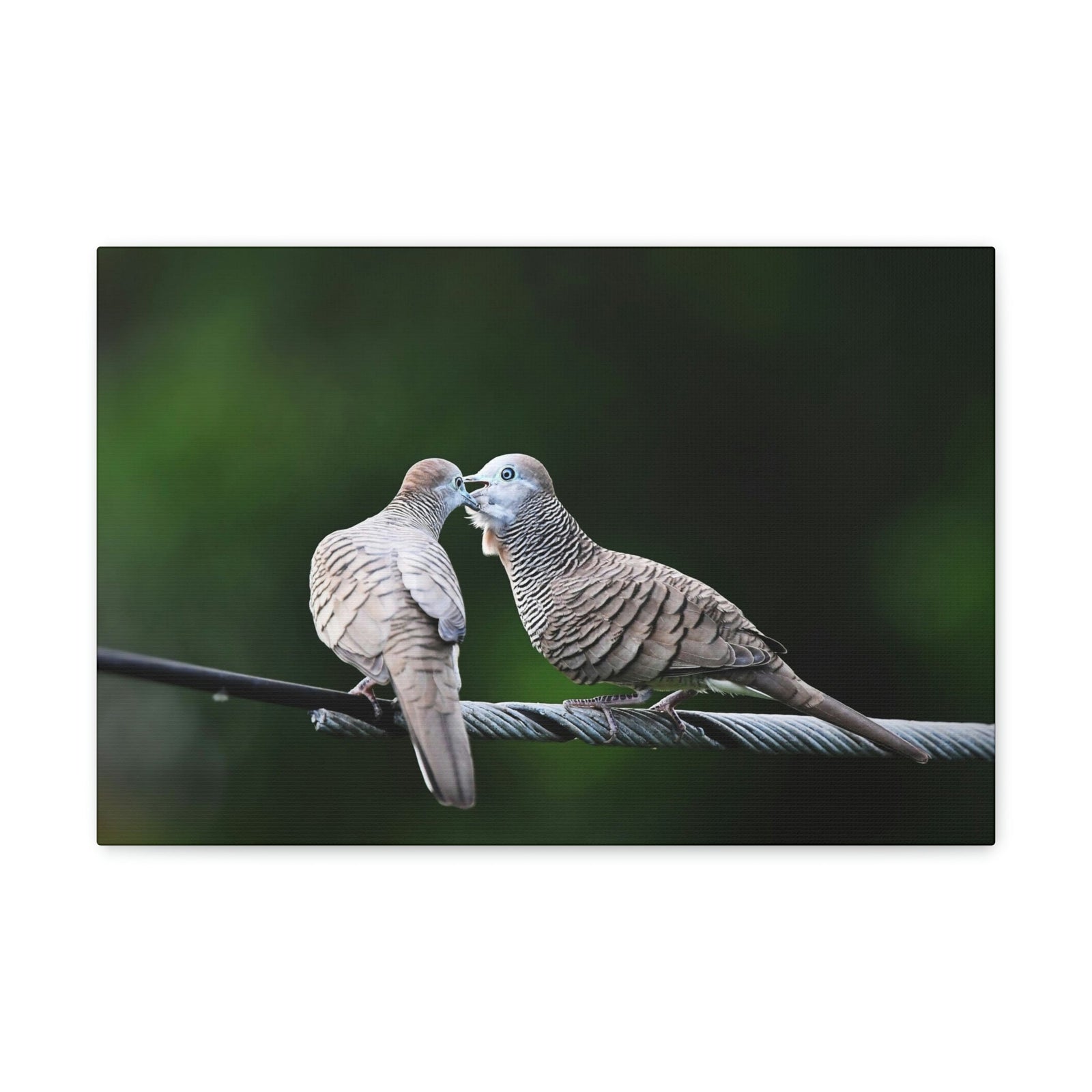 Funny Zebra Dove Silly Zebra Dove Scene Couple Wall Art Ready to Hang Unframed-Express Your Love Gifts