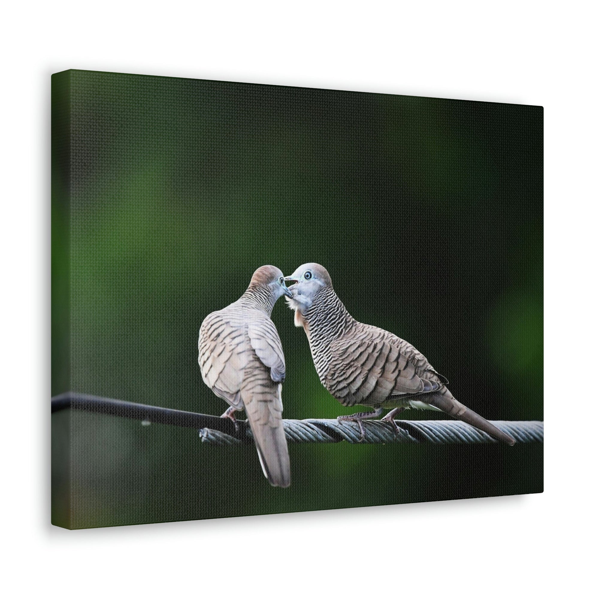 Funny Zebra Dove Silly Zebra Dove Scene Couple Wall Art Ready to Hang Unframed-Express Your Love Gifts