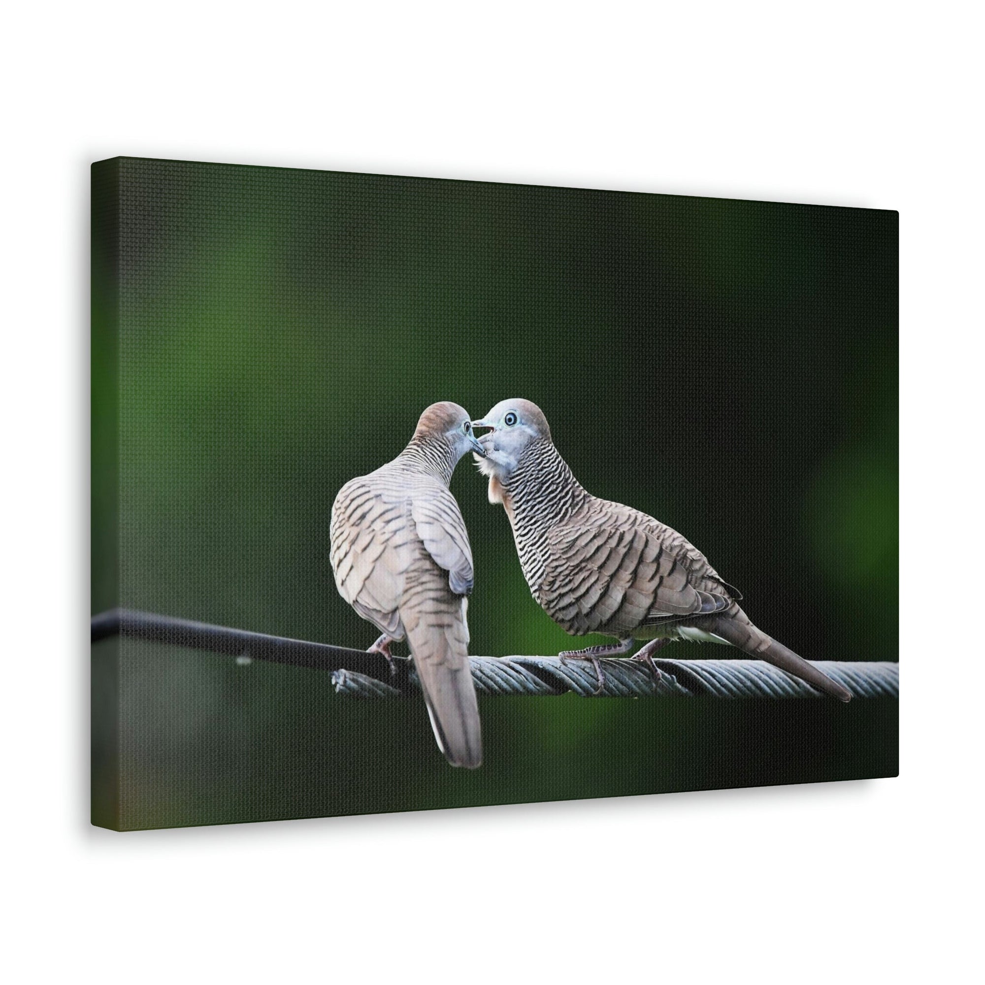 Funny Zebra Dove Silly Zebra Dove Scene Couple Wall Art Ready to Hang Unframed-Express Your Love Gifts