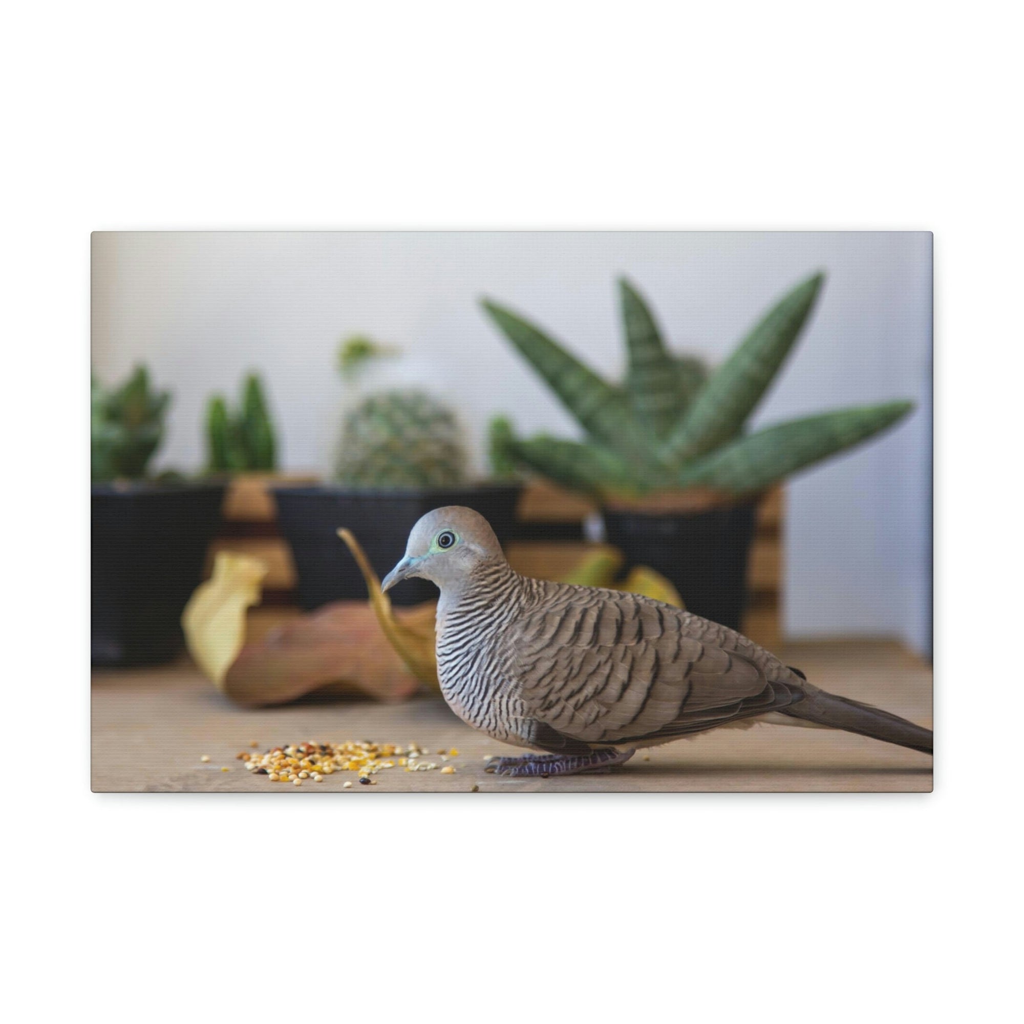 Funny Zebra Dove Silly Zebra Dove Scene Inside Wall Art Ready to Hang Unframed-Express Your Love Gifts