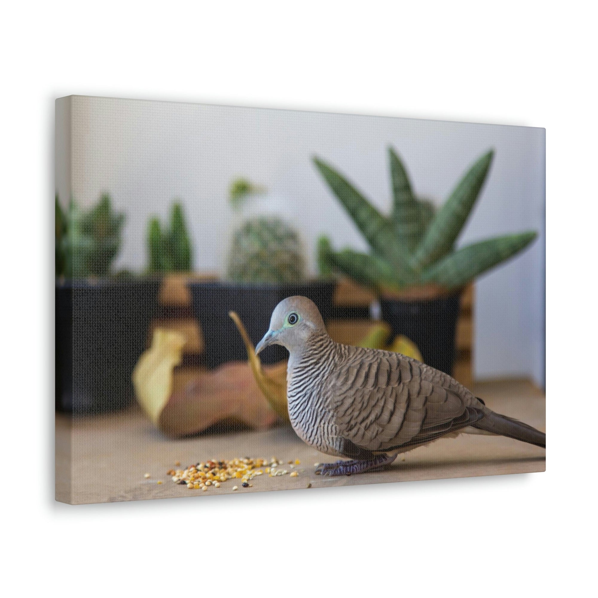 Funny Zebra Dove Silly Zebra Dove Scene Inside Wall Art Ready to Hang Unframed-Express Your Love Gifts