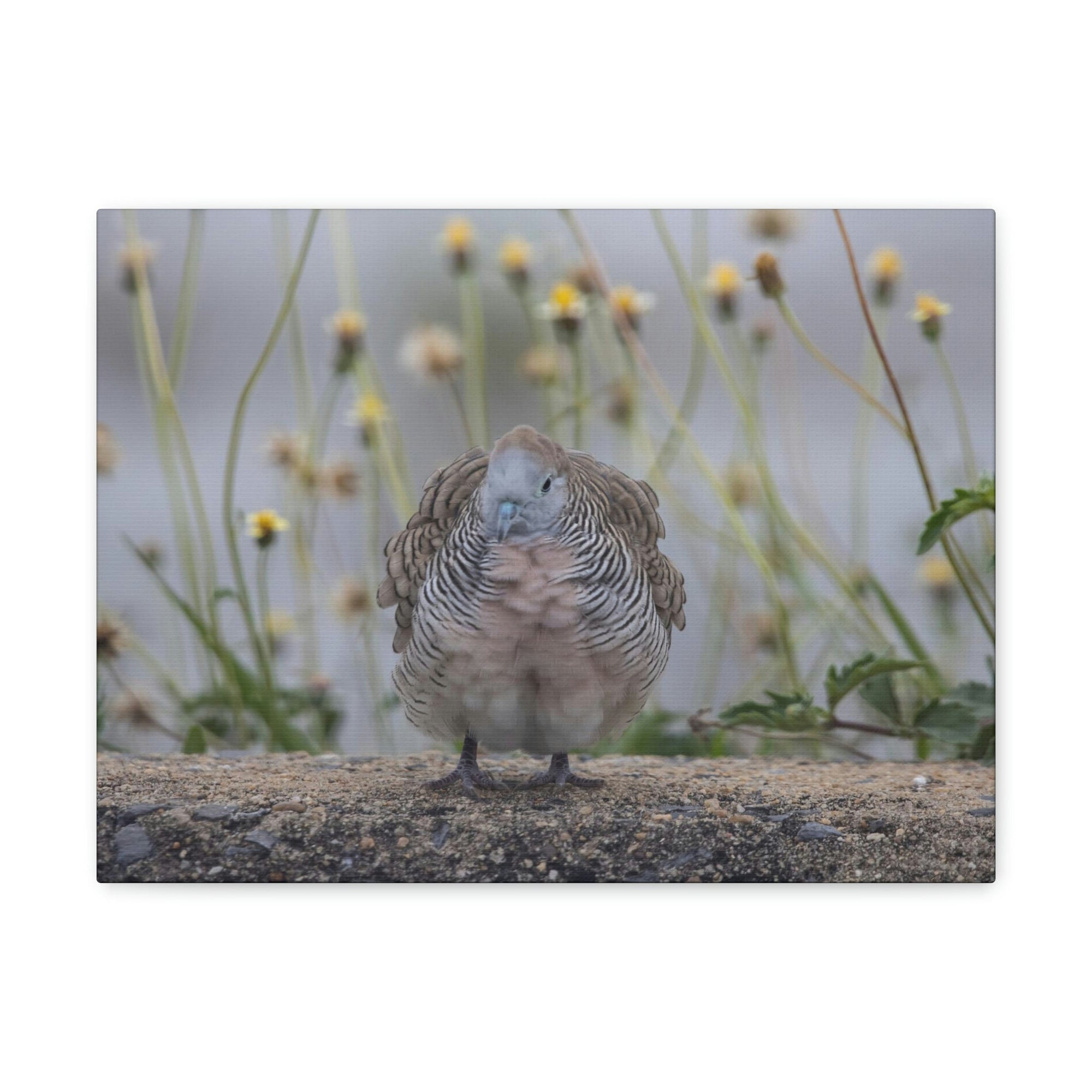 Funny Zebra Dove Silly Zebra Dove Scene Outside Wall Art Ready to Hang Unframed-Express Your Love Gifts