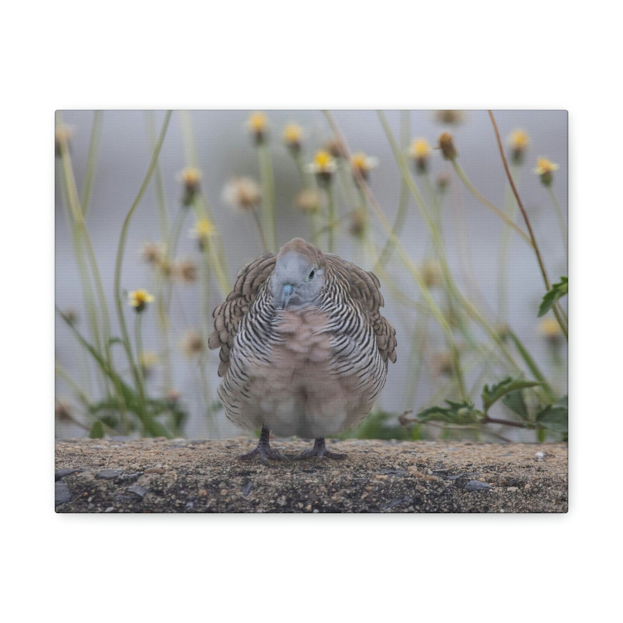 Funny Zebra Dove Silly Zebra Dove Scene Outside Wall Art Ready to Hang Unframed-Express Your Love Gifts