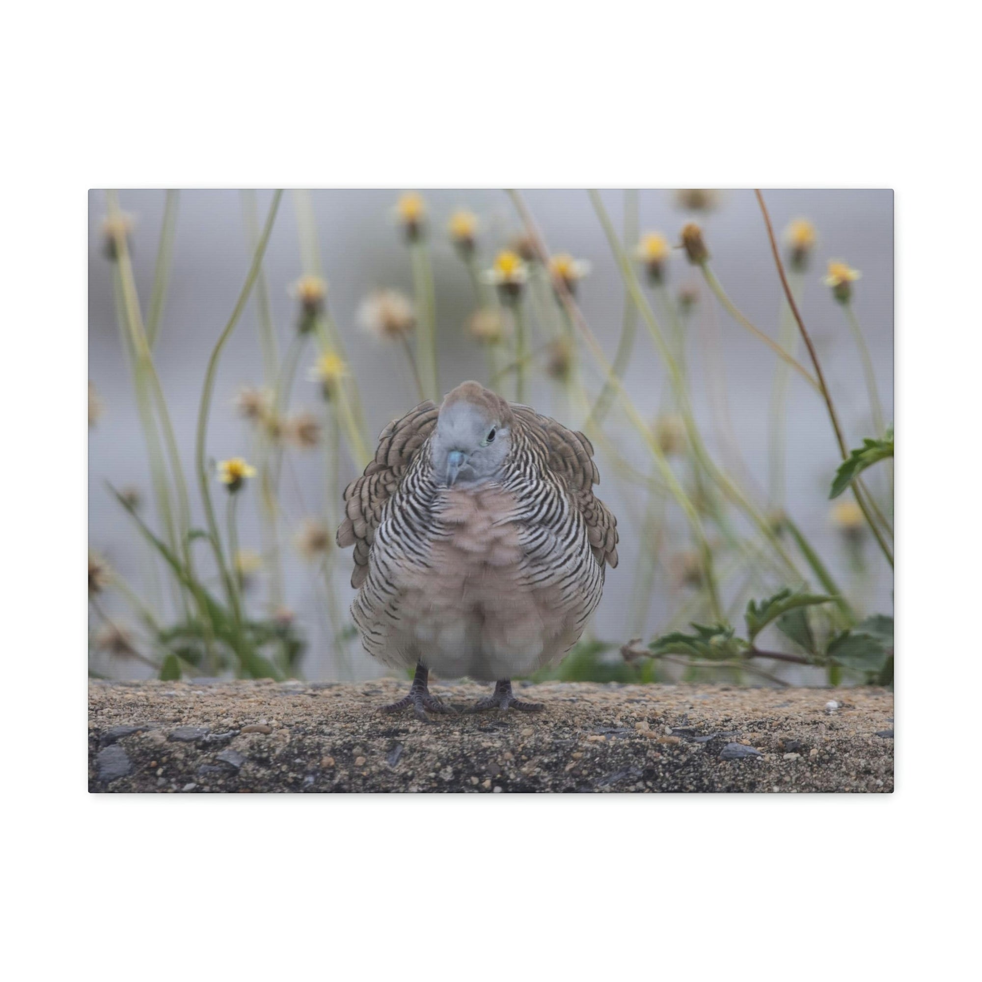 Funny Zebra Dove Silly Zebra Dove Scene Outside Wall Art Ready to Hang Unframed-Express Your Love Gifts