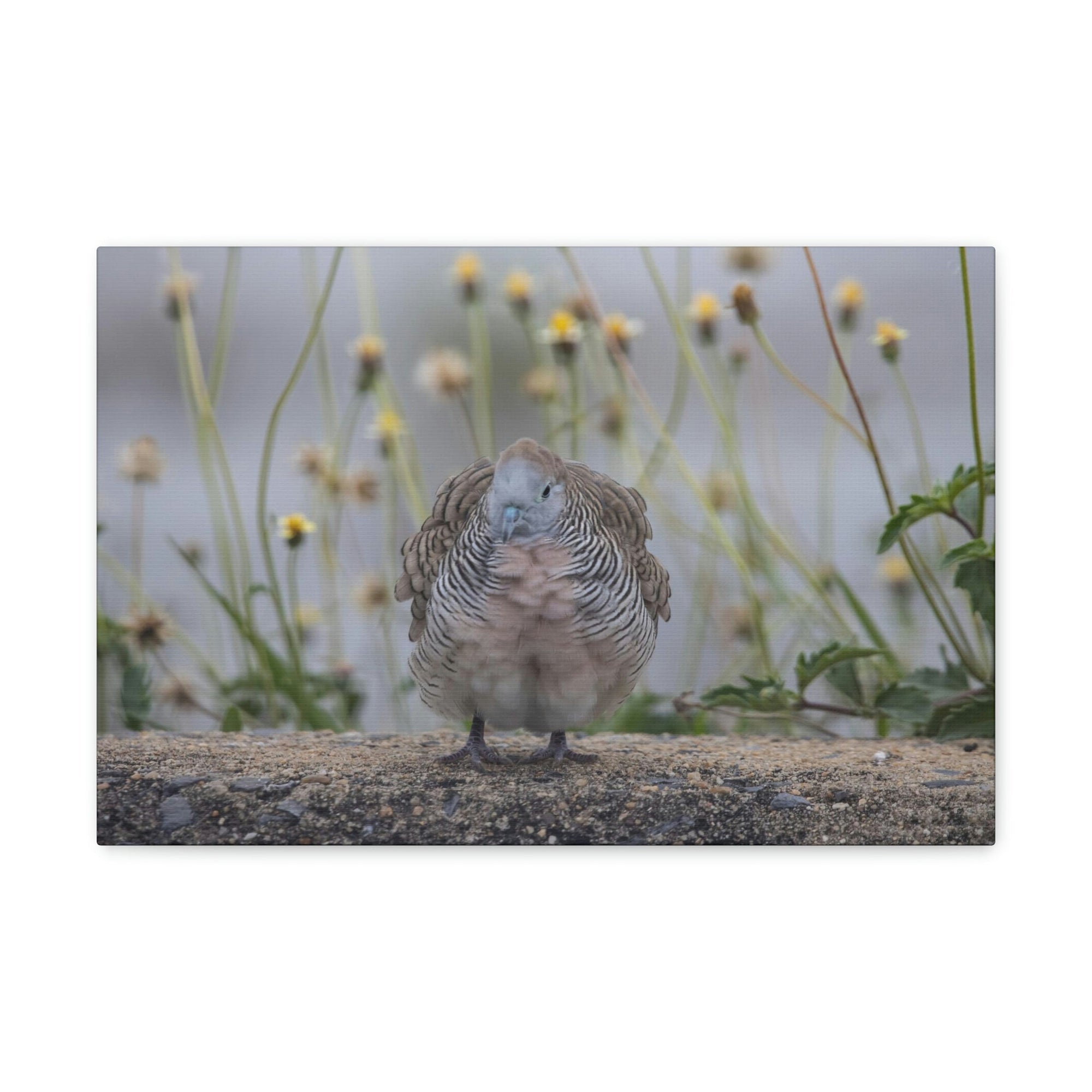 Funny Zebra Dove Silly Zebra Dove Scene Outside Wall Art Ready to Hang Unframed-Express Your Love Gifts