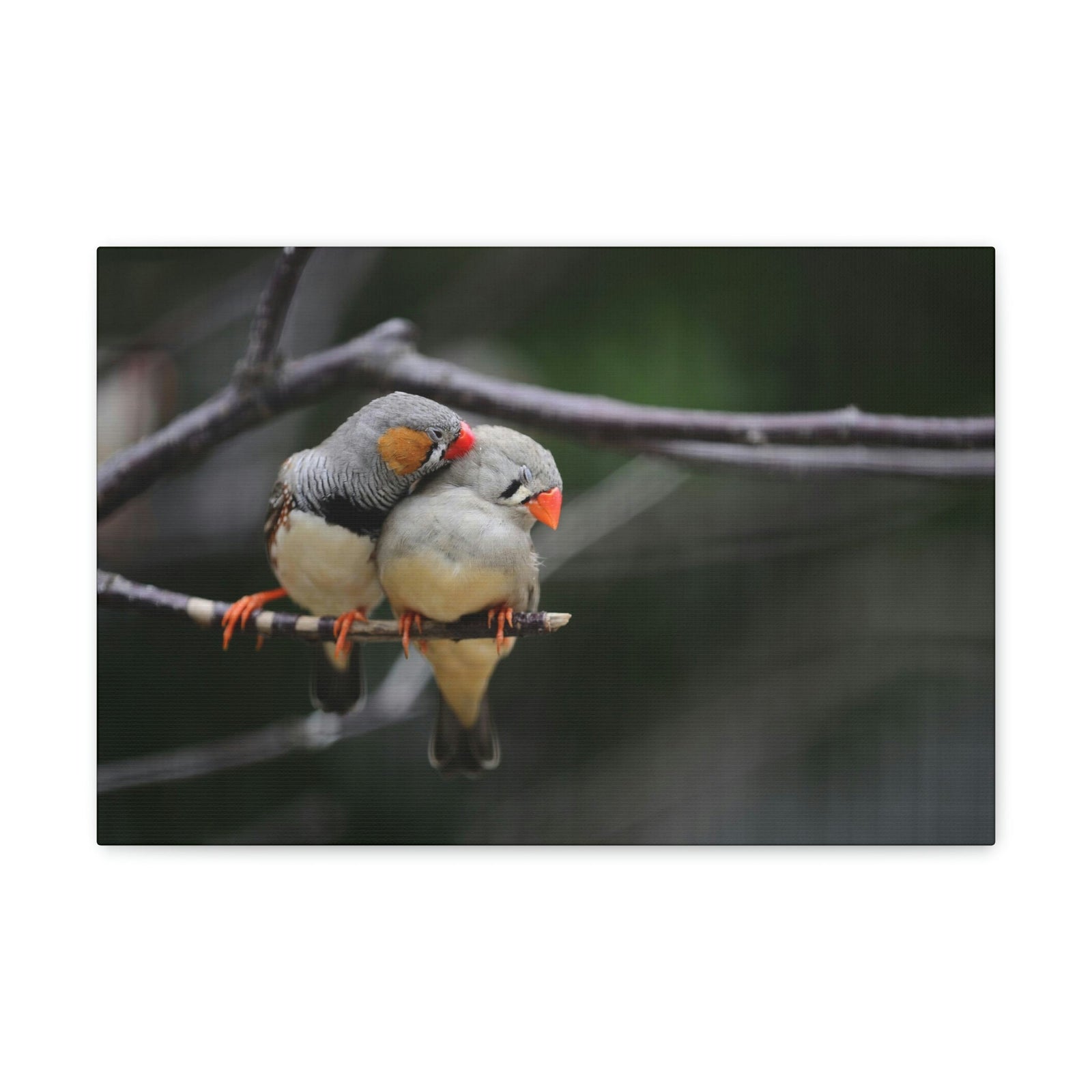 Funny Zebra Finch Silly Zebra Finch Scene Couple Wall Art Ready to Hang Unframed-Express Your Love Gifts