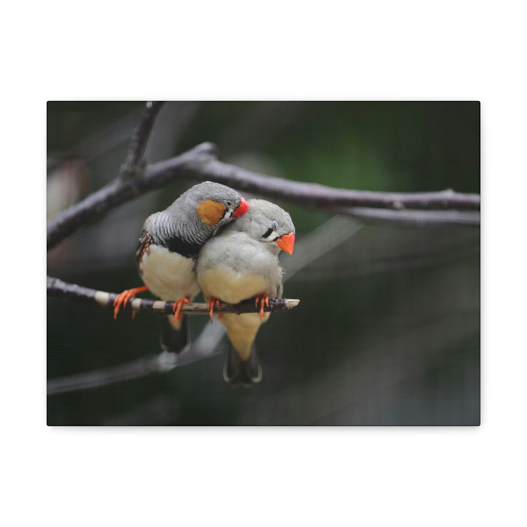 Funny Zebra Finch Silly Zebra Finch Scene Couple Wall Art Ready to Hang Unframed-Express Your Love Gifts