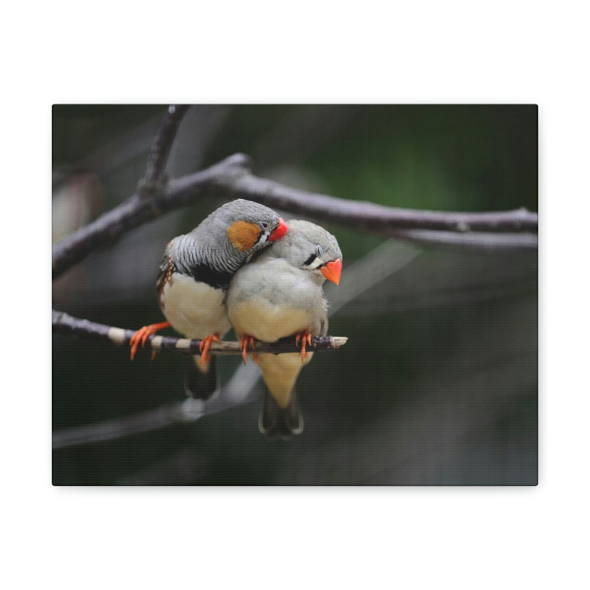 Funny Zebra Finch Silly Zebra Finch Scene Couple Wall Art Ready to Hang Unframed-Express Your Love Gifts