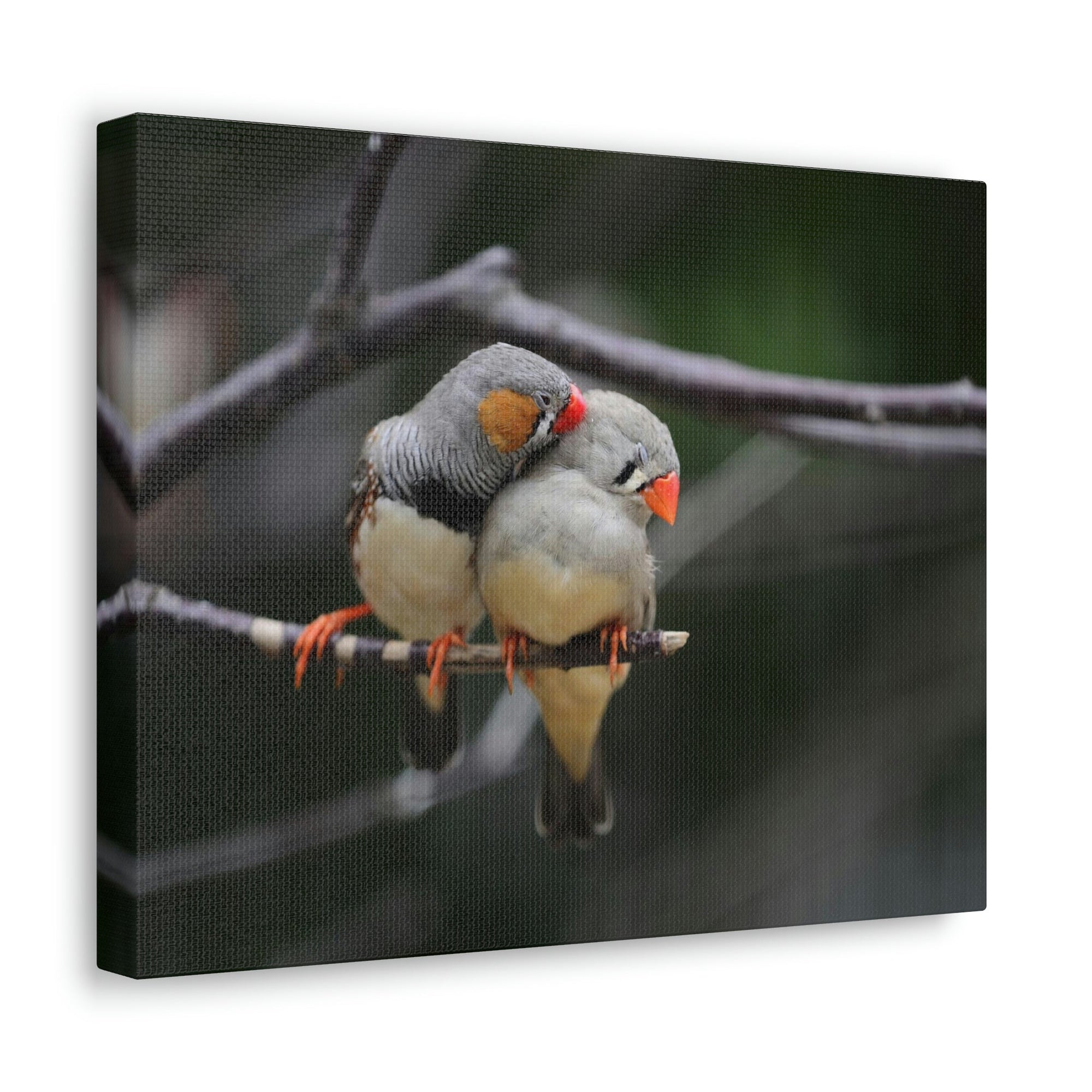 Funny Zebra Finch Silly Zebra Finch Scene Couple Wall Art Ready to Hang Unframed-Express Your Love Gifts