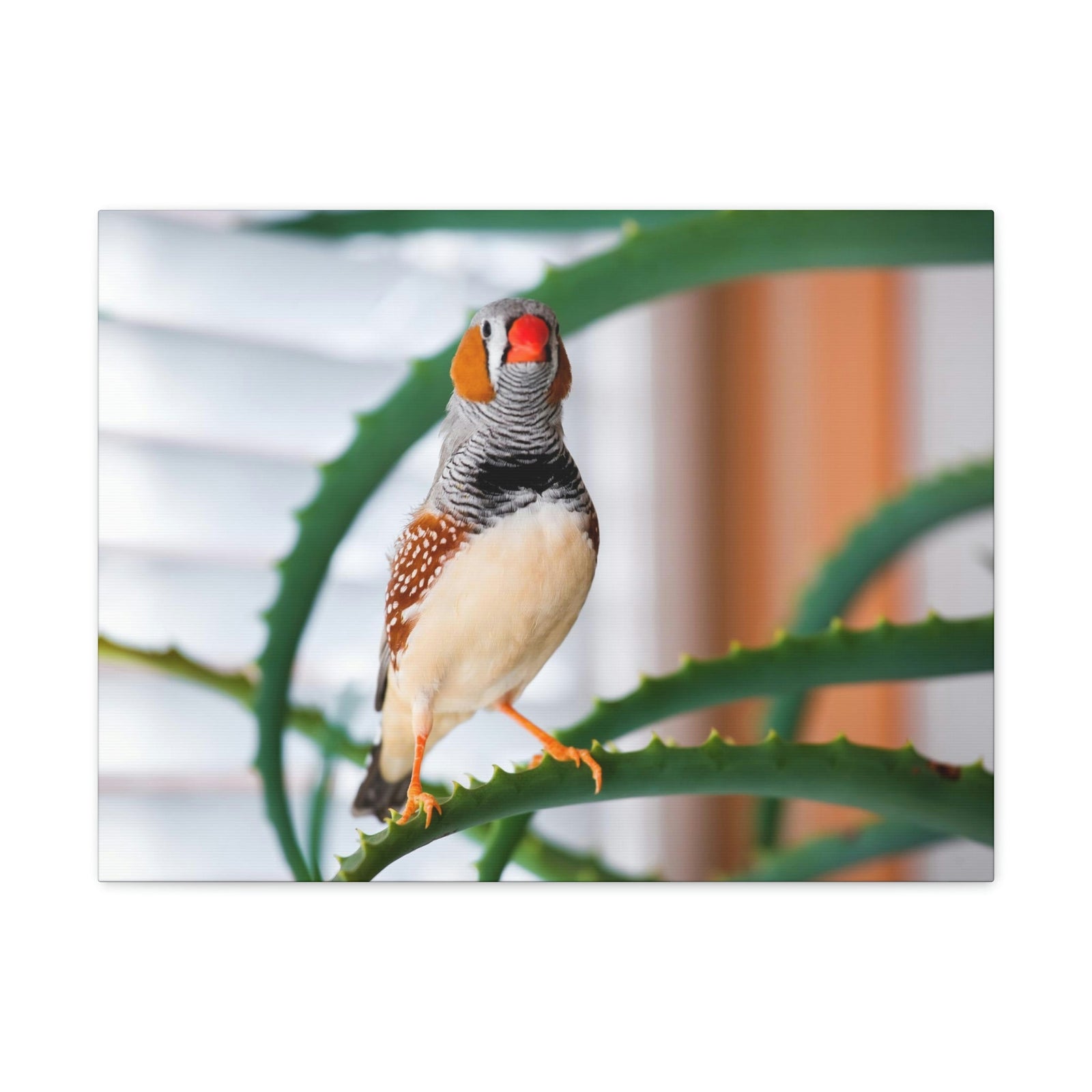 Funny Zebra Finch Silly Zebra Finch Scene Inside Wall Art Ready to Hang Unframed-Express Your Love Gifts