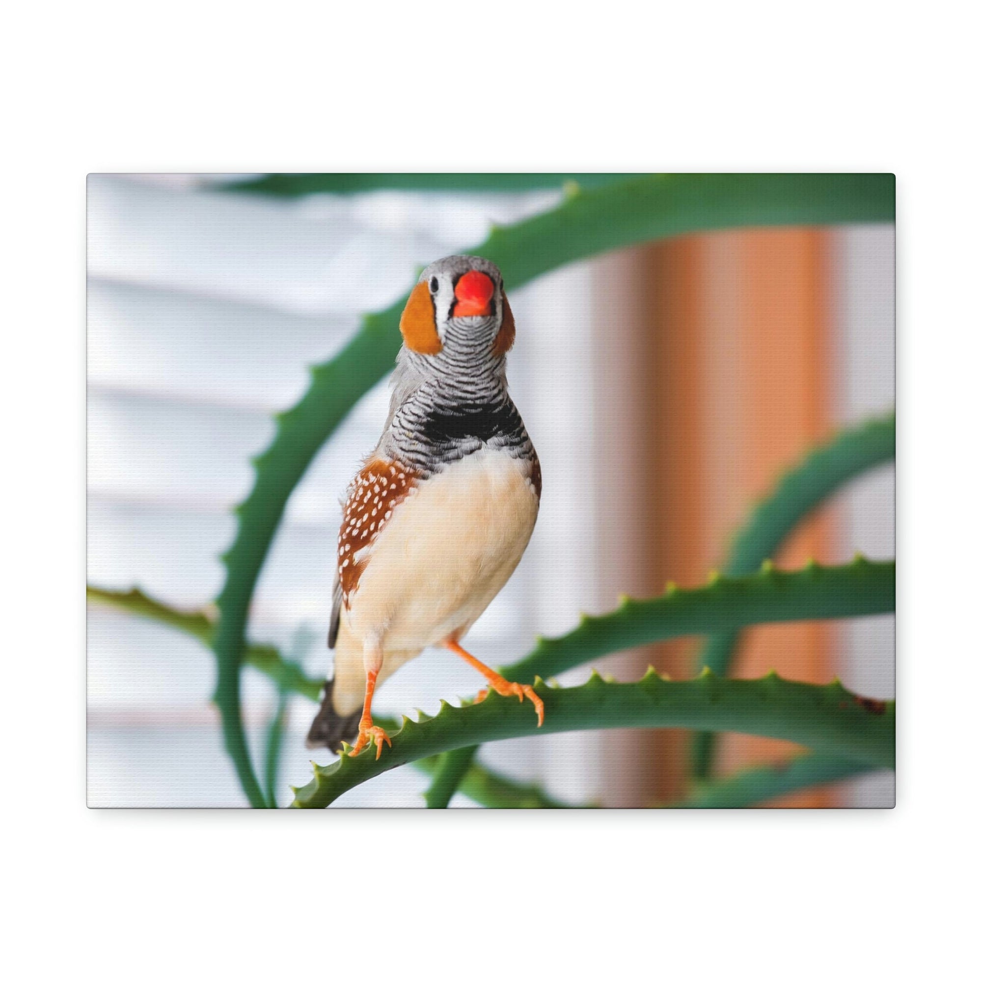 Funny Zebra Finch Silly Zebra Finch Scene Inside Wall Art Ready to Hang Unframed-Express Your Love Gifts