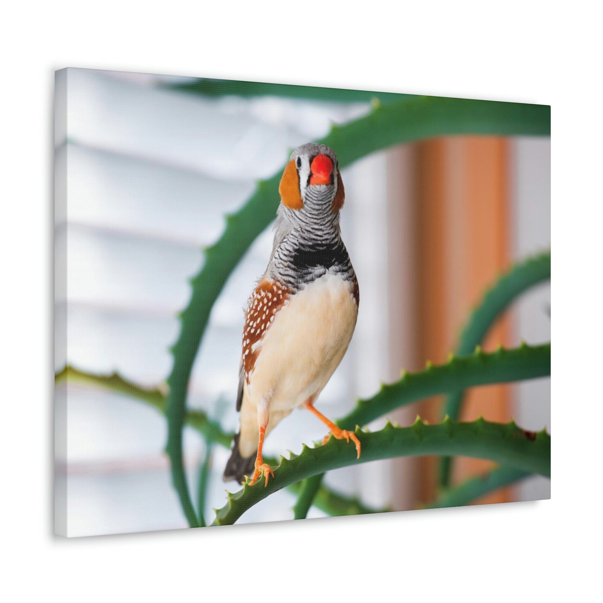 Funny Zebra Finch Silly Zebra Finch Scene Inside Wall Art Ready to Hang Unframed-Express Your Love Gifts