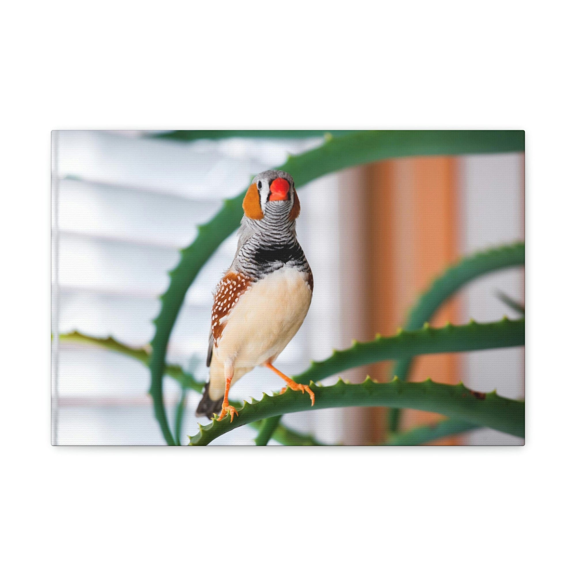 Funny Zebra Finch Silly Zebra Finch Scene Inside Wall Art Ready to Hang Unframed-Express Your Love Gifts