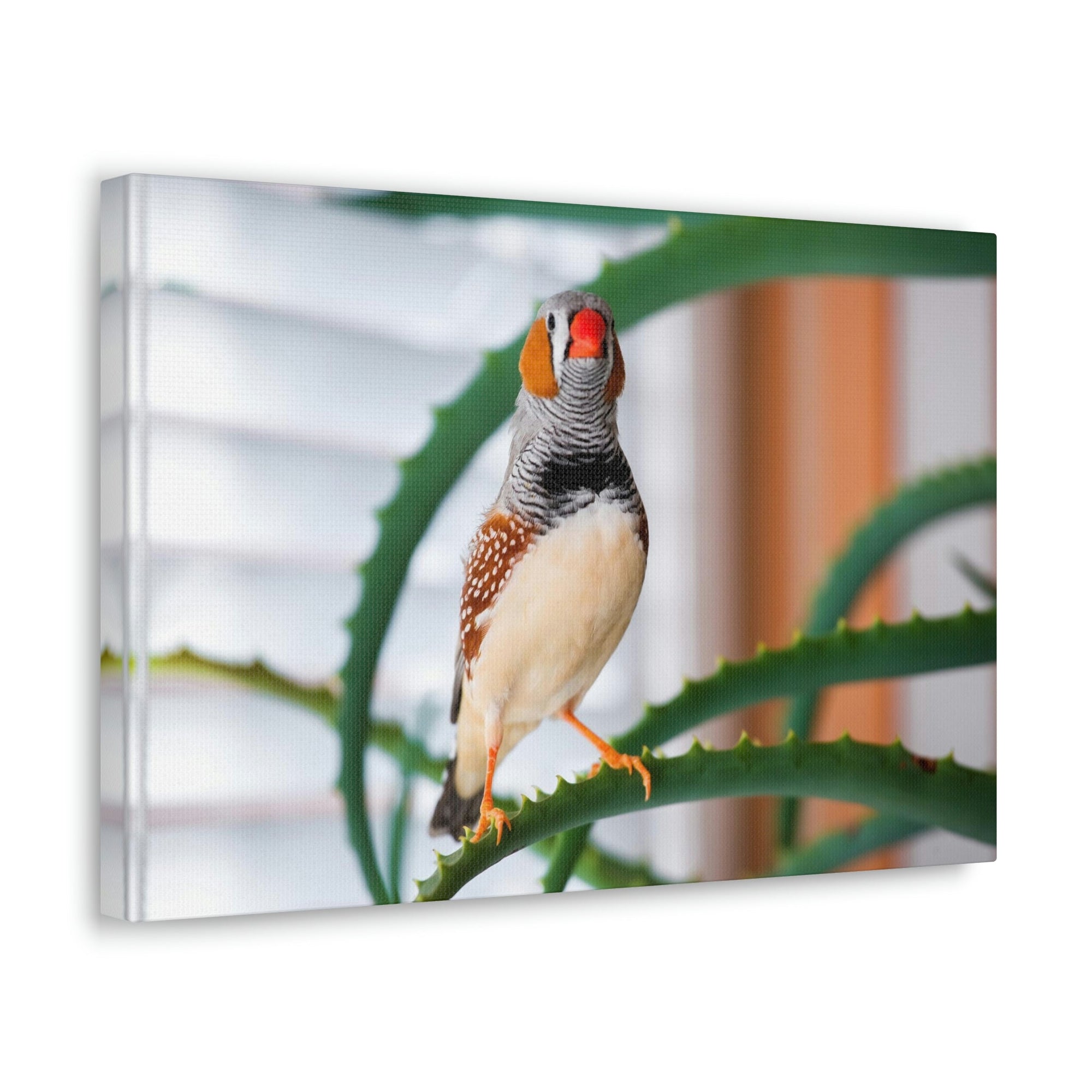 Funny Zebra Finch Silly Zebra Finch Scene Inside Wall Art Ready to Hang Unframed-Express Your Love Gifts