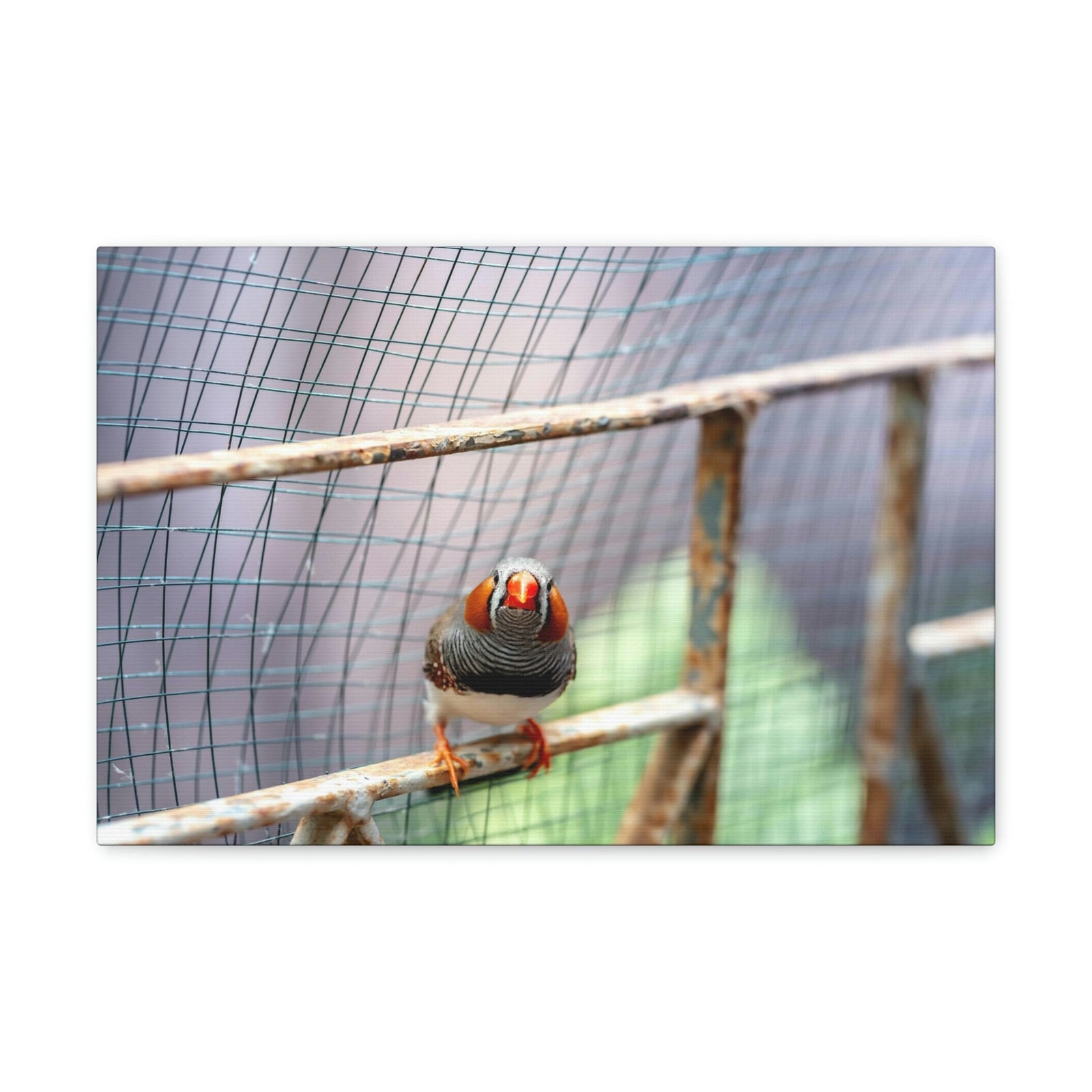 Funny Zebra Finch Silly Zebra Finch Scene Outside Wall Art Ready to Hang Unframed-Express Your Love Gifts