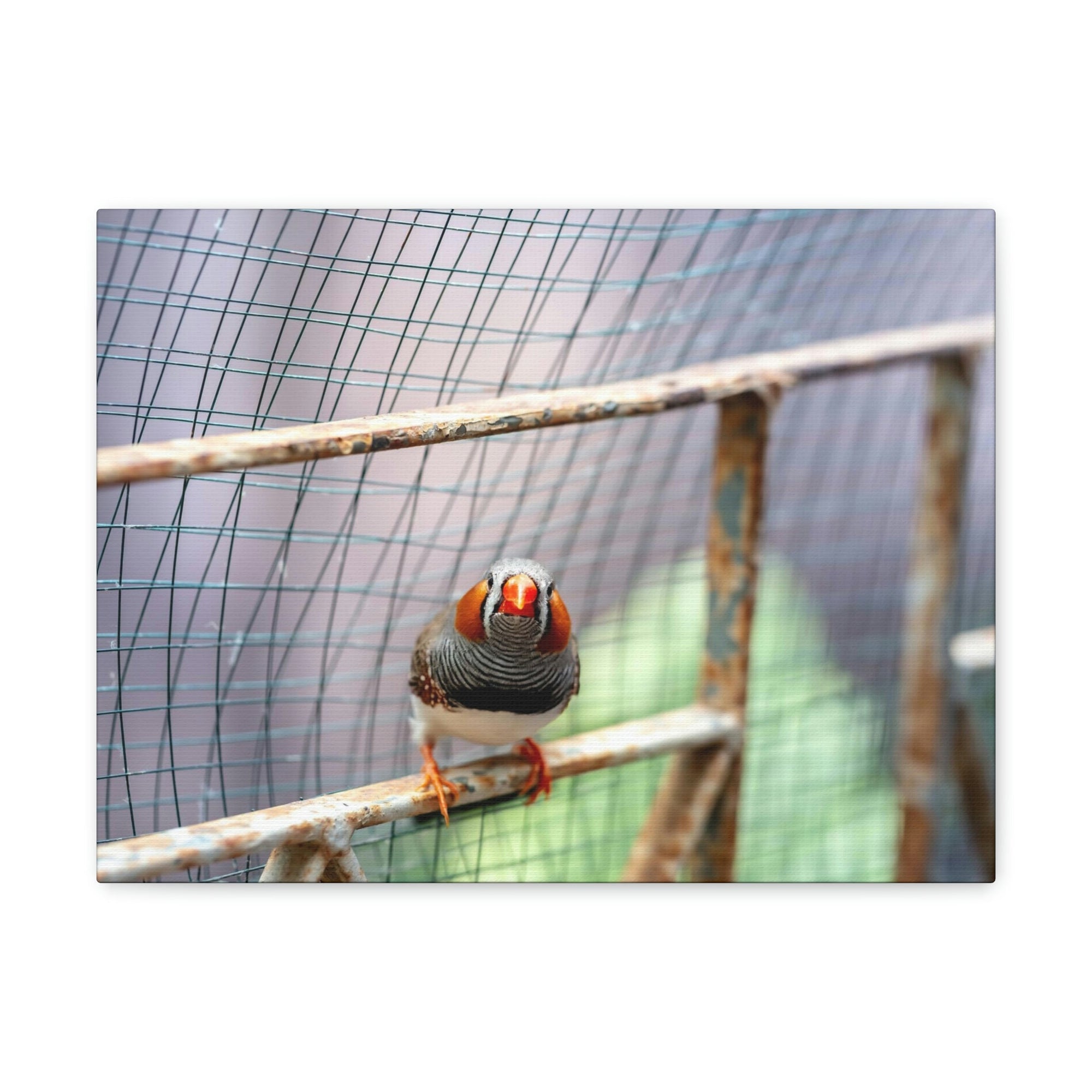 Funny Zebra Finch Silly Zebra Finch Scene Outside Wall Art Ready to Hang Unframed-Express Your Love Gifts