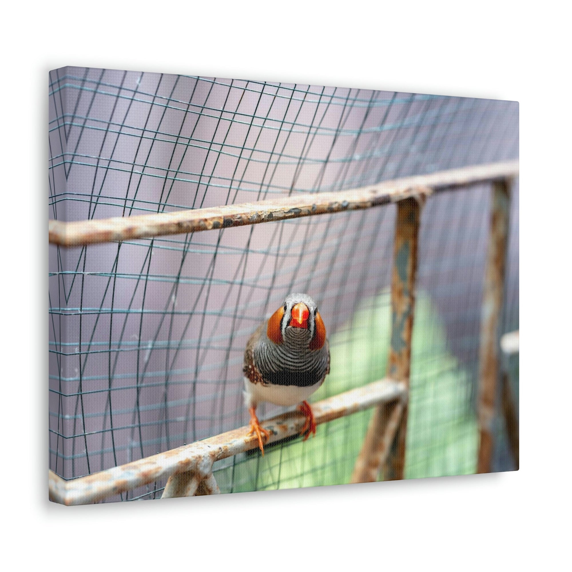 Funny Zebra Finch Silly Zebra Finch Scene Outside Wall Art Ready to Hang Unframed-Express Your Love Gifts