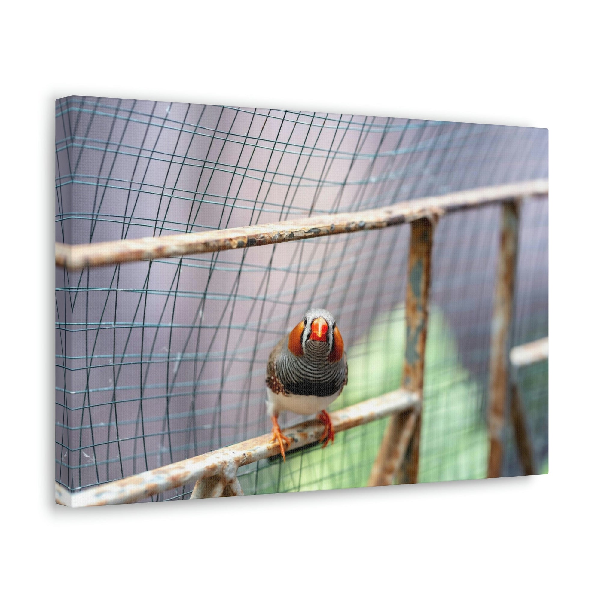 Funny Zebra Finch Silly Zebra Finch Scene Outside Wall Art Ready to Hang Unframed-Express Your Love Gifts