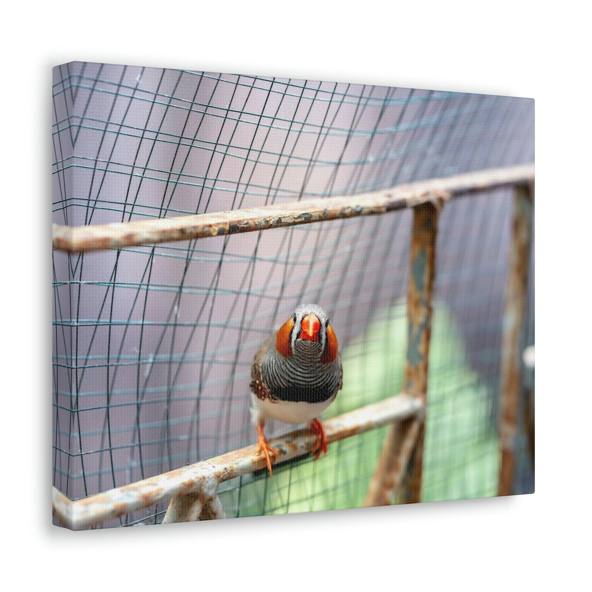 Funny Zebra Finch Silly Zebra Finch Scene Outside Wall Art Ready to Hang Unframed-Express Your Love Gifts