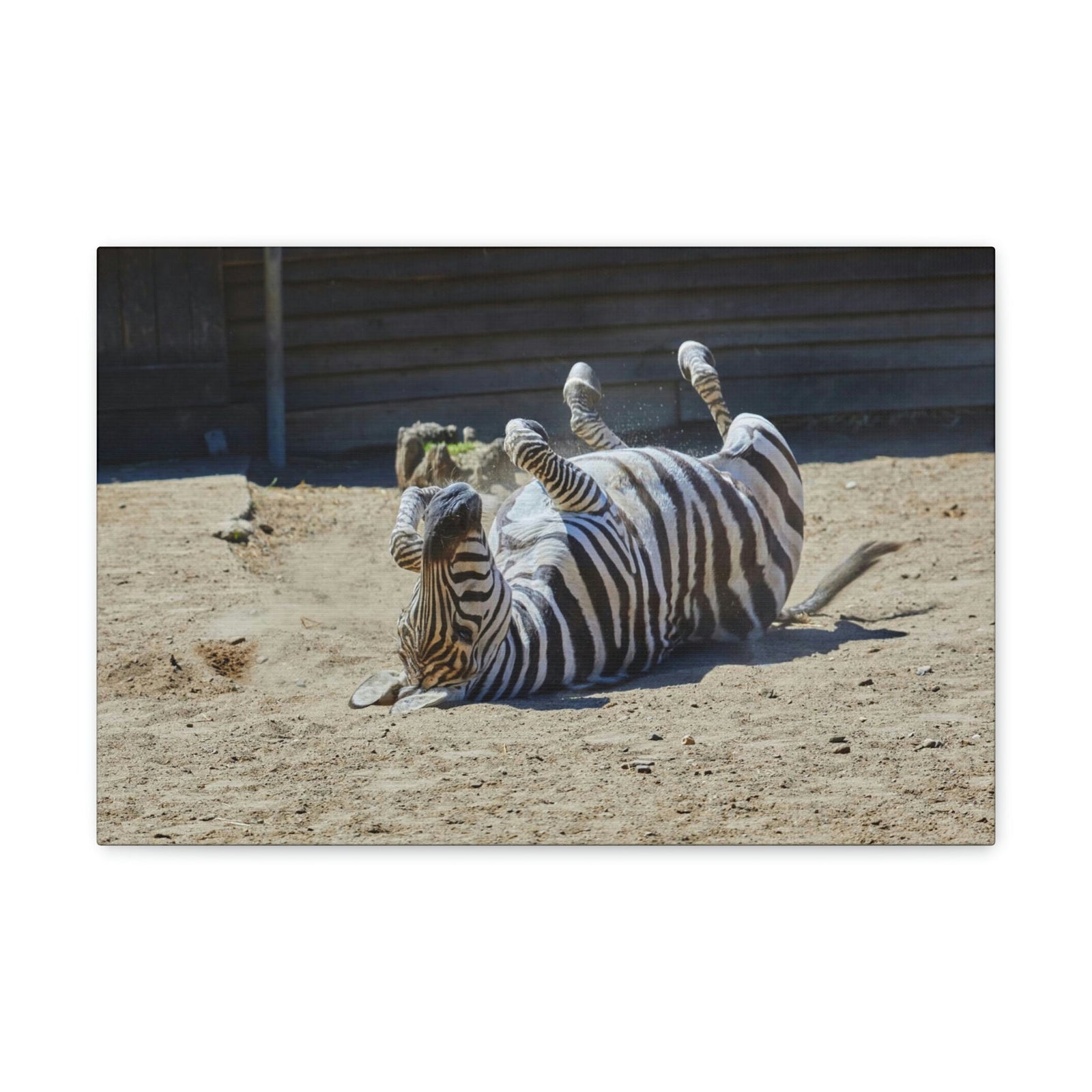 Funny Zebra Silly Zebra Inside Wall Art Ready to Hang Unframed-Express Your Love Gifts