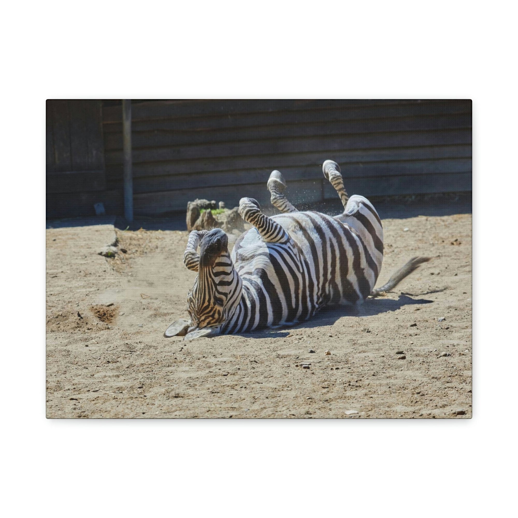 Funny Zebra Silly Zebra Inside Wall Art Ready to Hang Unframed-Express Your Love Gifts