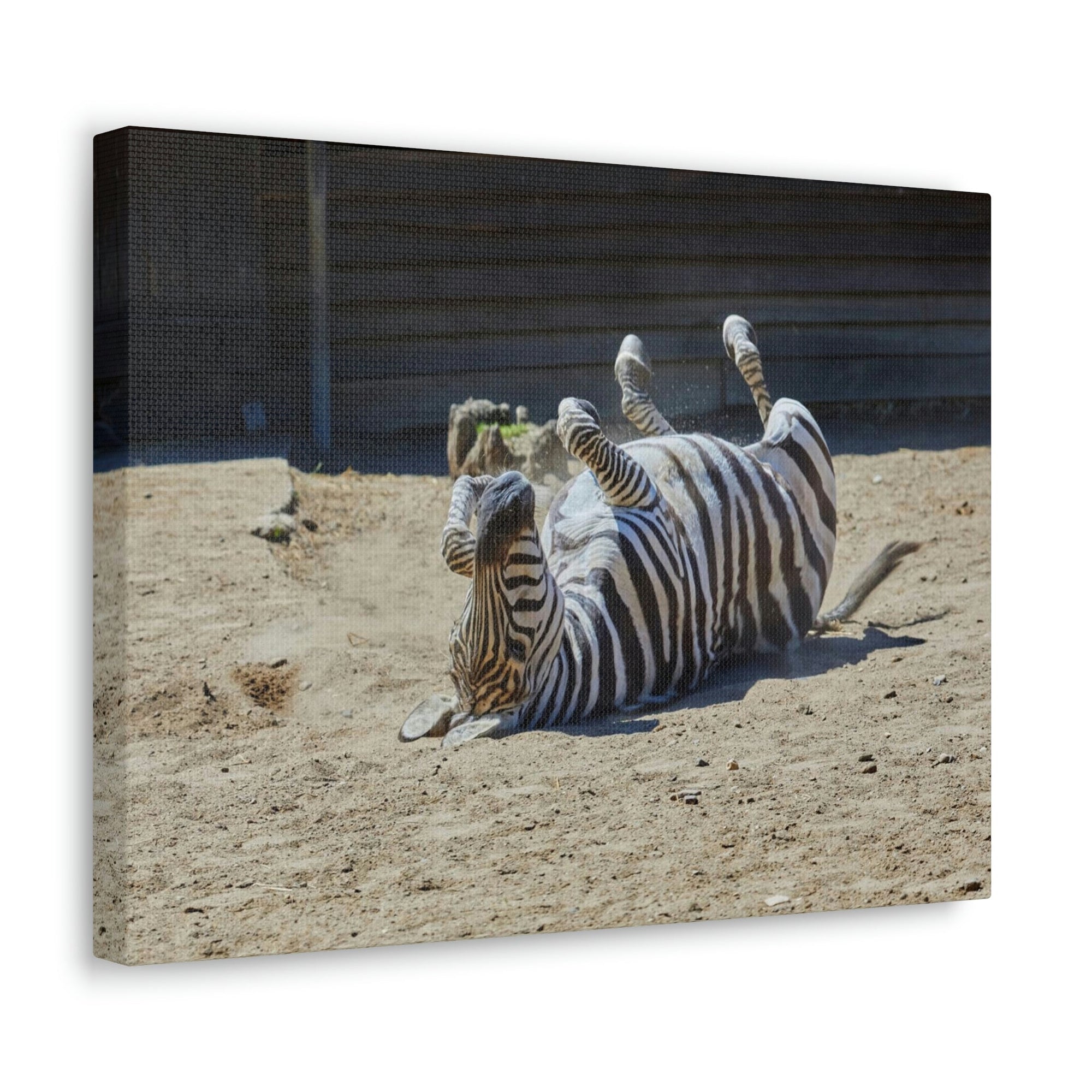 Funny Zebra Silly Zebra Inside Wall Art Ready to Hang Unframed-Express Your Love Gifts