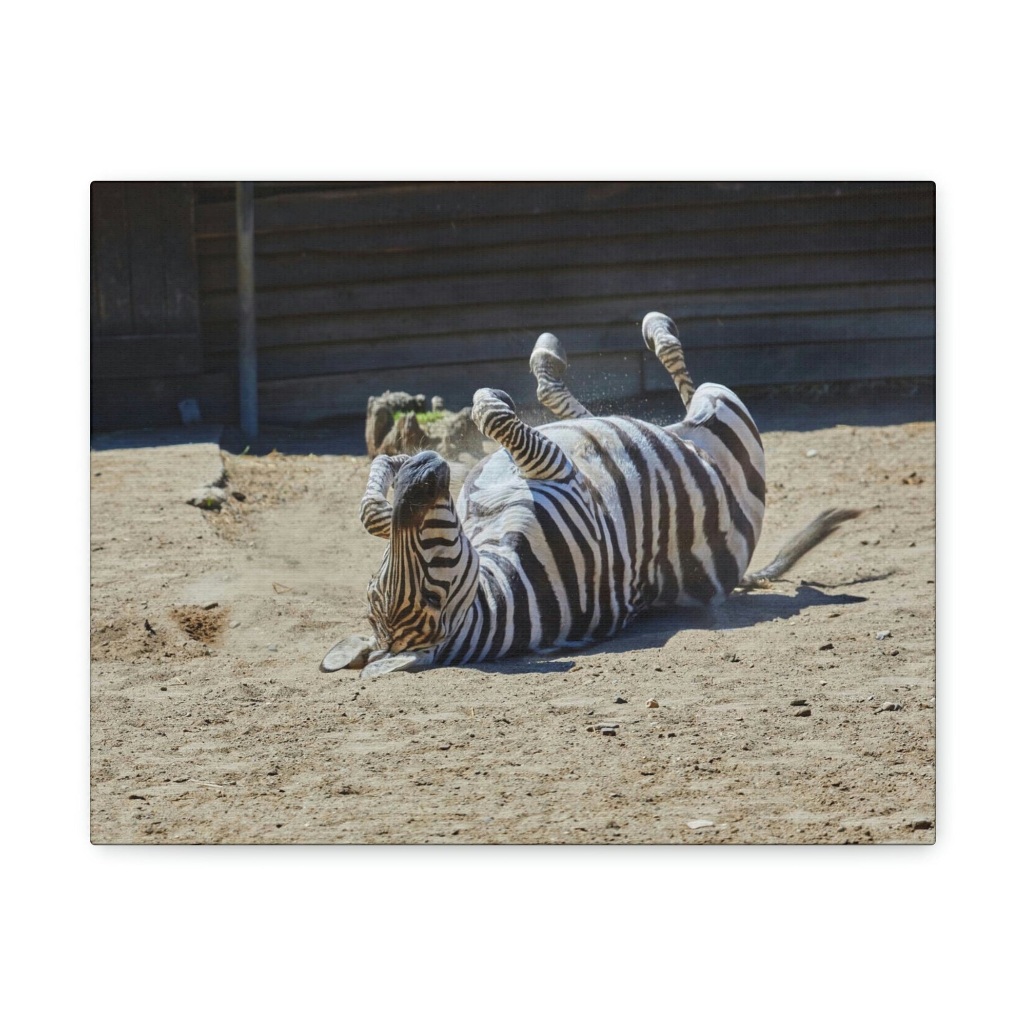 Funny Zebra Silly Zebra Inside Wall Art Ready to Hang Unframed-Express Your Love Gifts