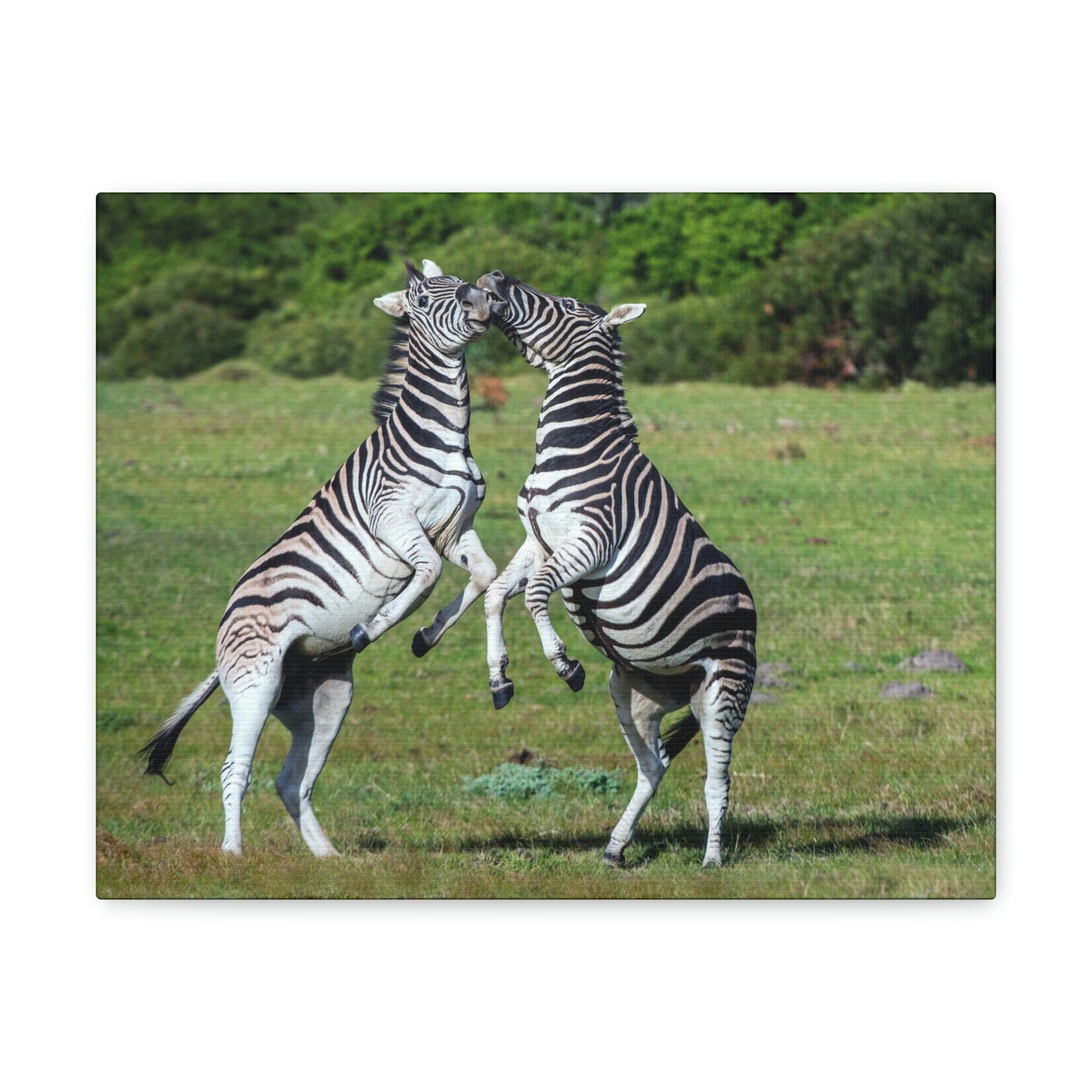 Funny Zebra Silly Zebra Scene Couple Wall Art Ready to Hang Unframed-Express Your Love Gifts