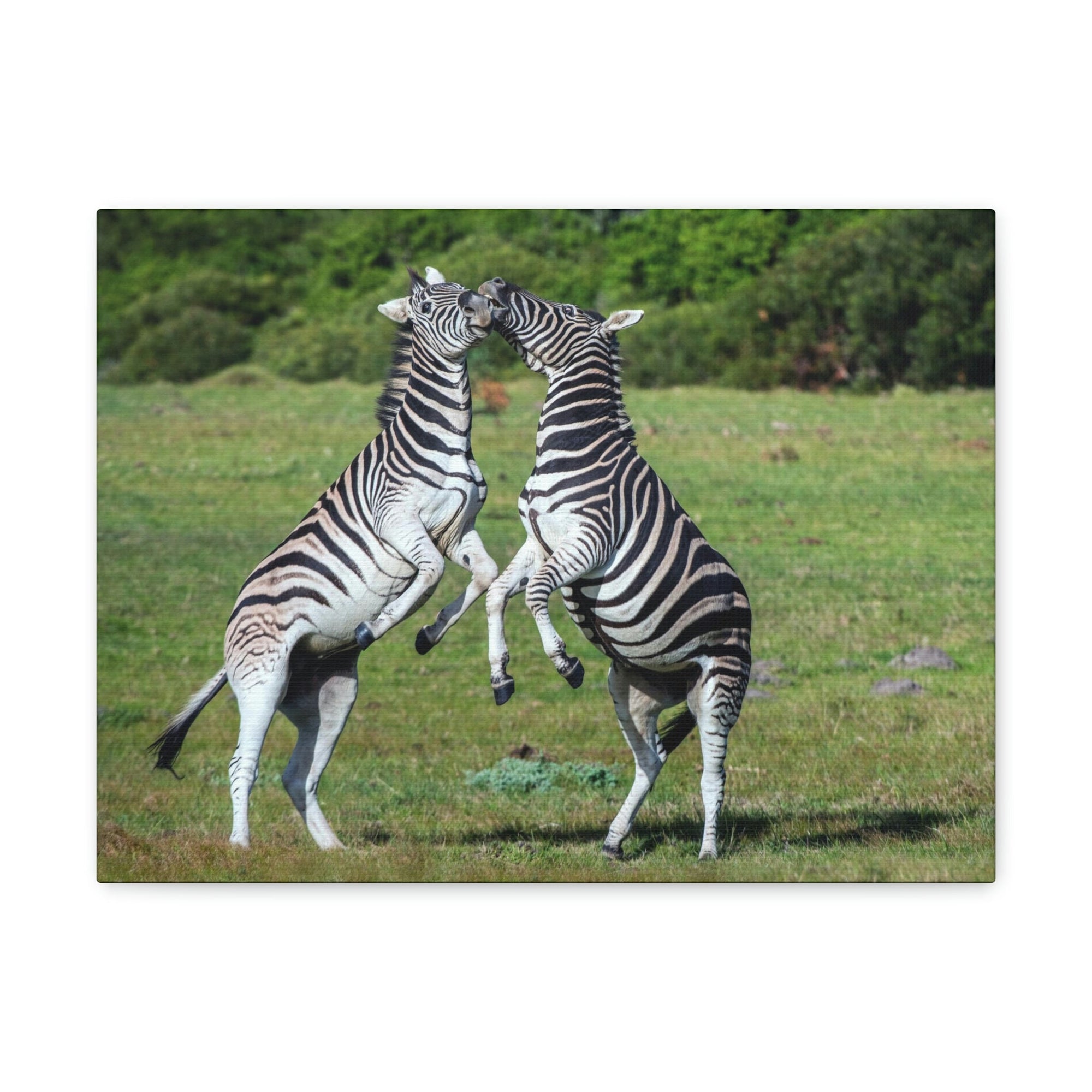 Funny Zebra Silly Zebra Scene Couple Wall Art Ready to Hang Unframed-Express Your Love Gifts