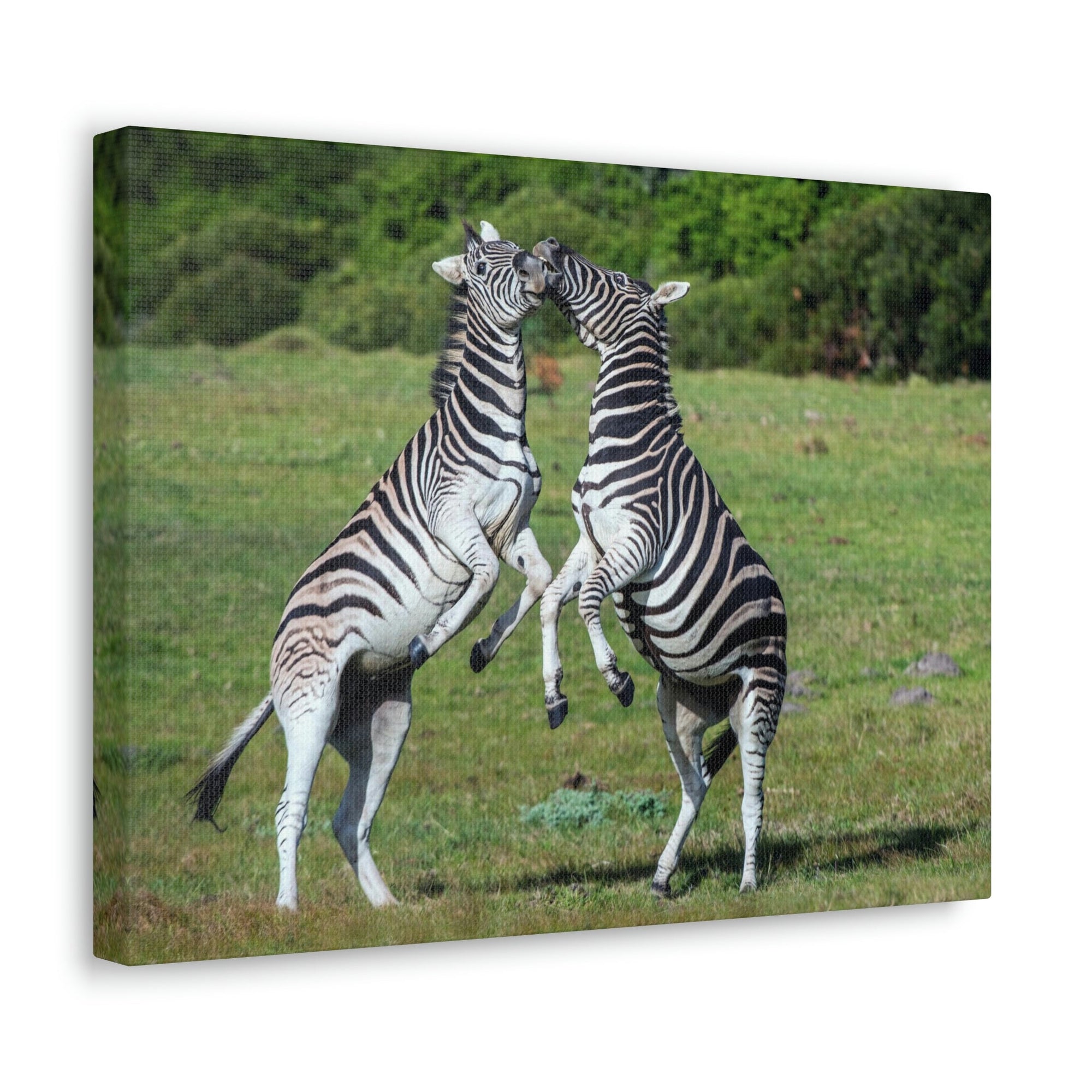 Funny Zebra Silly Zebra Scene Couple Wall Art Ready to Hang Unframed-Express Your Love Gifts