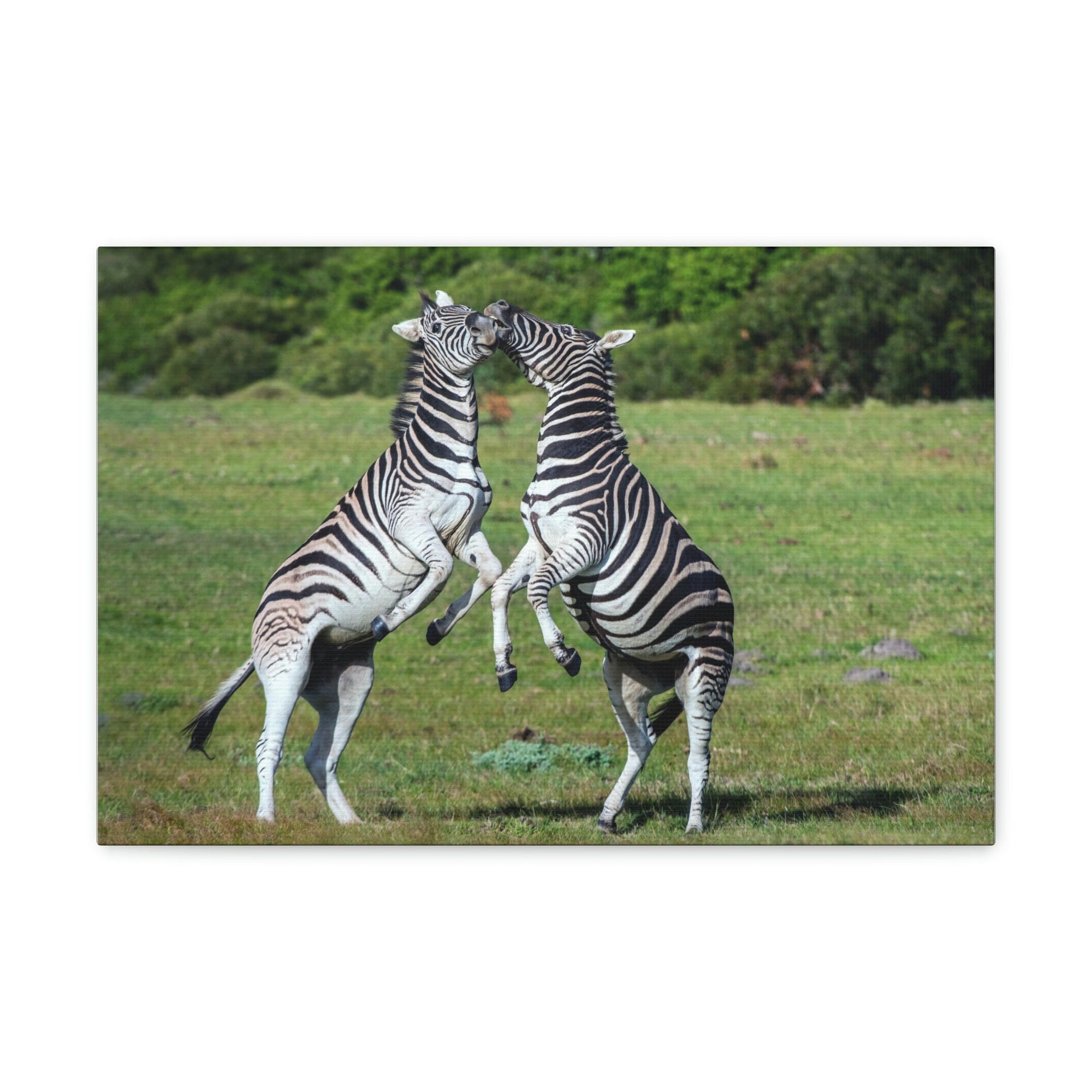 Funny Zebra Silly Zebra Scene Couple Wall Art Ready to Hang Unframed-Express Your Love Gifts