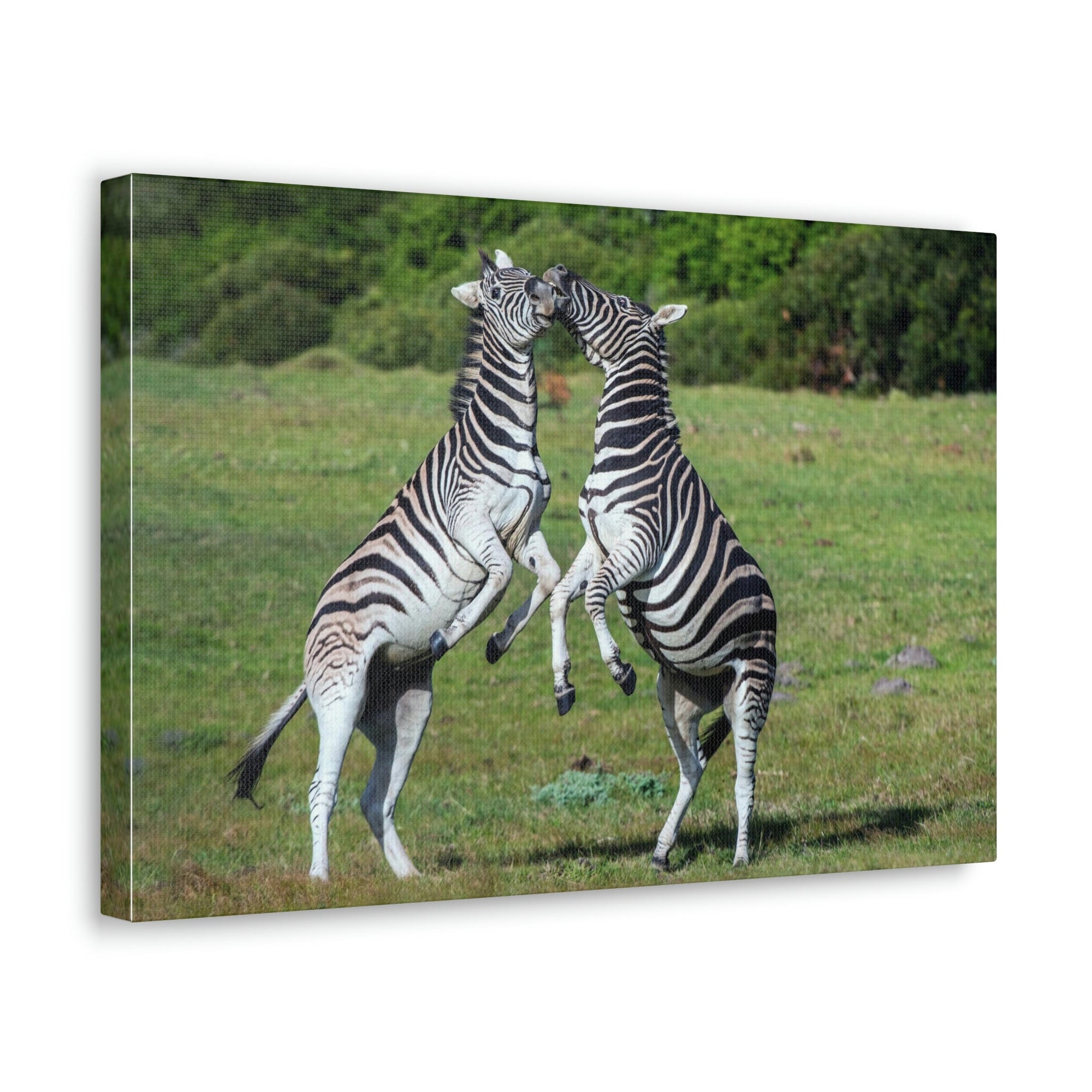 Funny Zebra Silly Zebra Scene Couple Wall Art Ready to Hang Unframed-Express Your Love Gifts