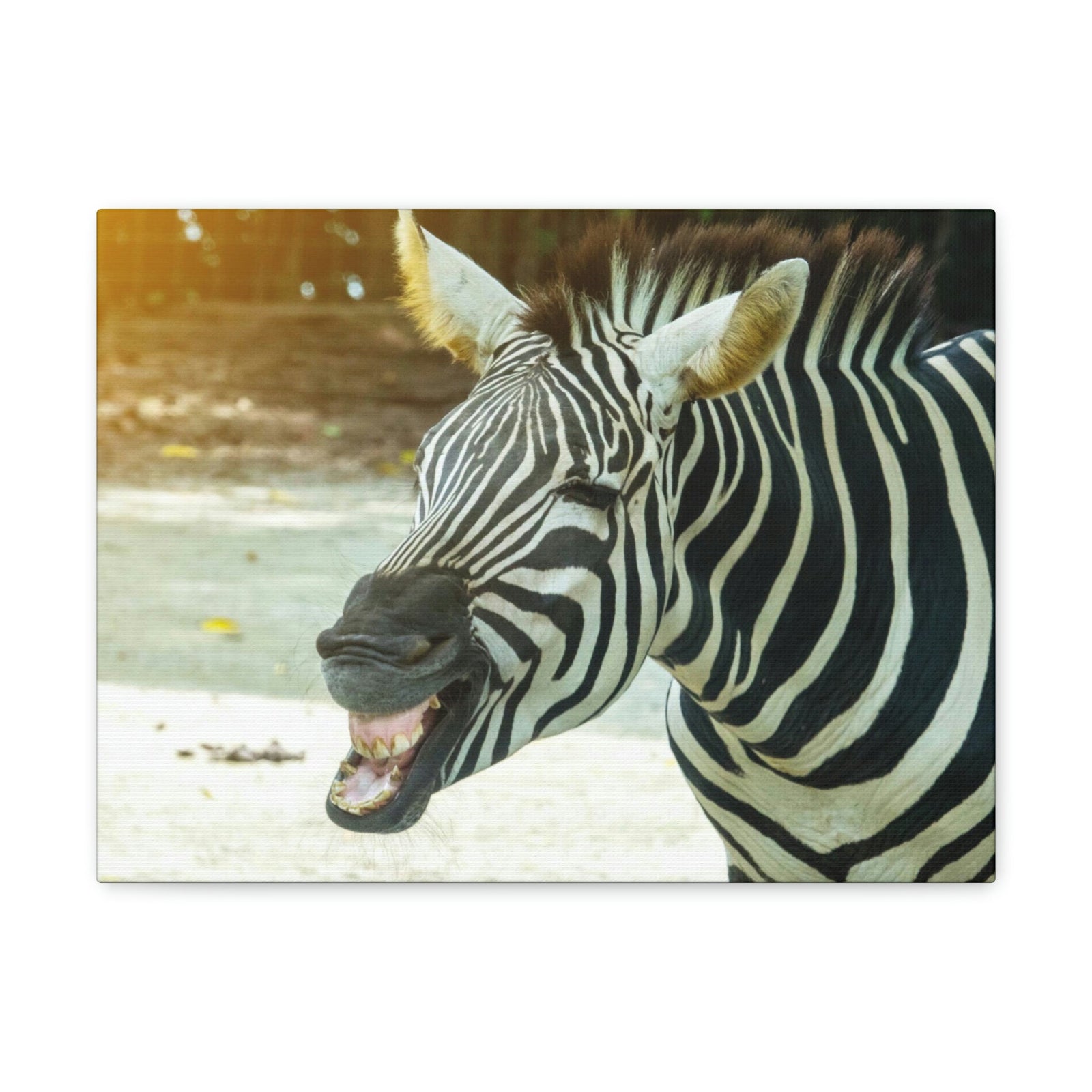 Funny Zebra Silly Zebra Scene Outside Wall Art Ready to Hang Unframed-Express Your Love Gifts