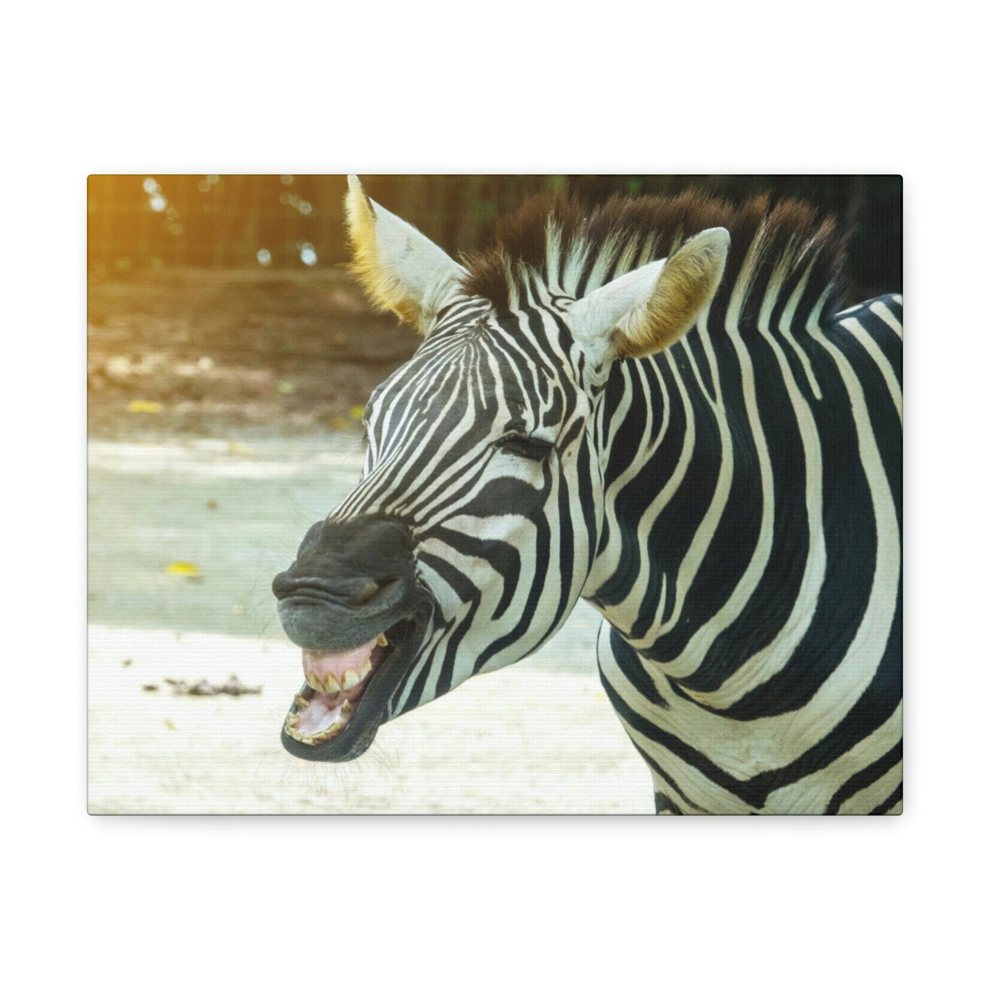 Funny Zebra Silly Zebra Scene Outside Wall Art Ready to Hang Unframed-Express Your Love Gifts