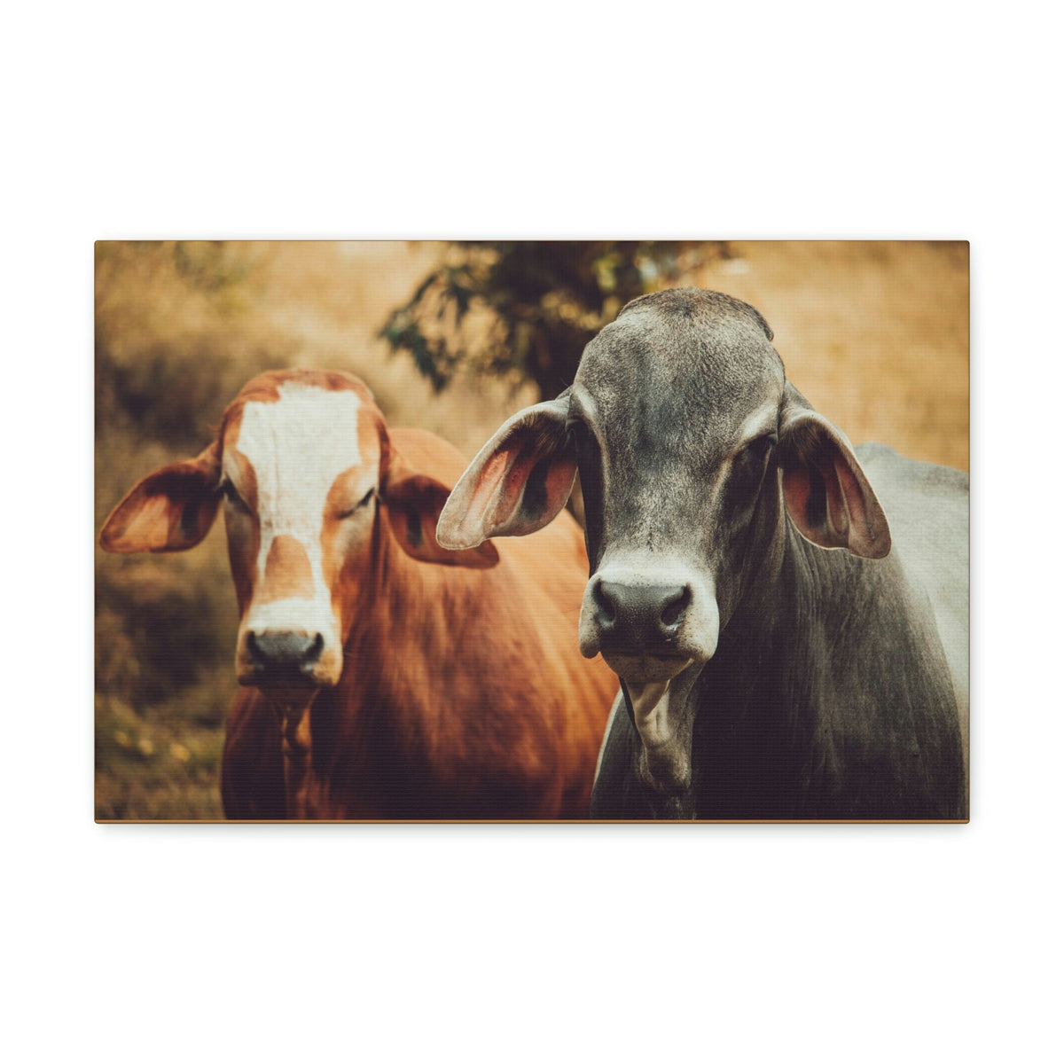 Funny Zebu Silly Zebu Couple Wall Art Ready to Hang Unframed-Express Your Love Gifts