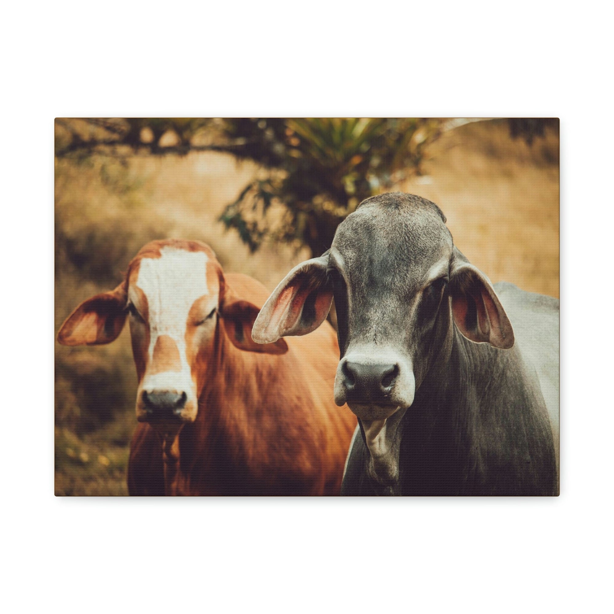 Funny Zebu Silly Zebu Couple Wall Art Ready to Hang Unframed-Express Your Love Gifts