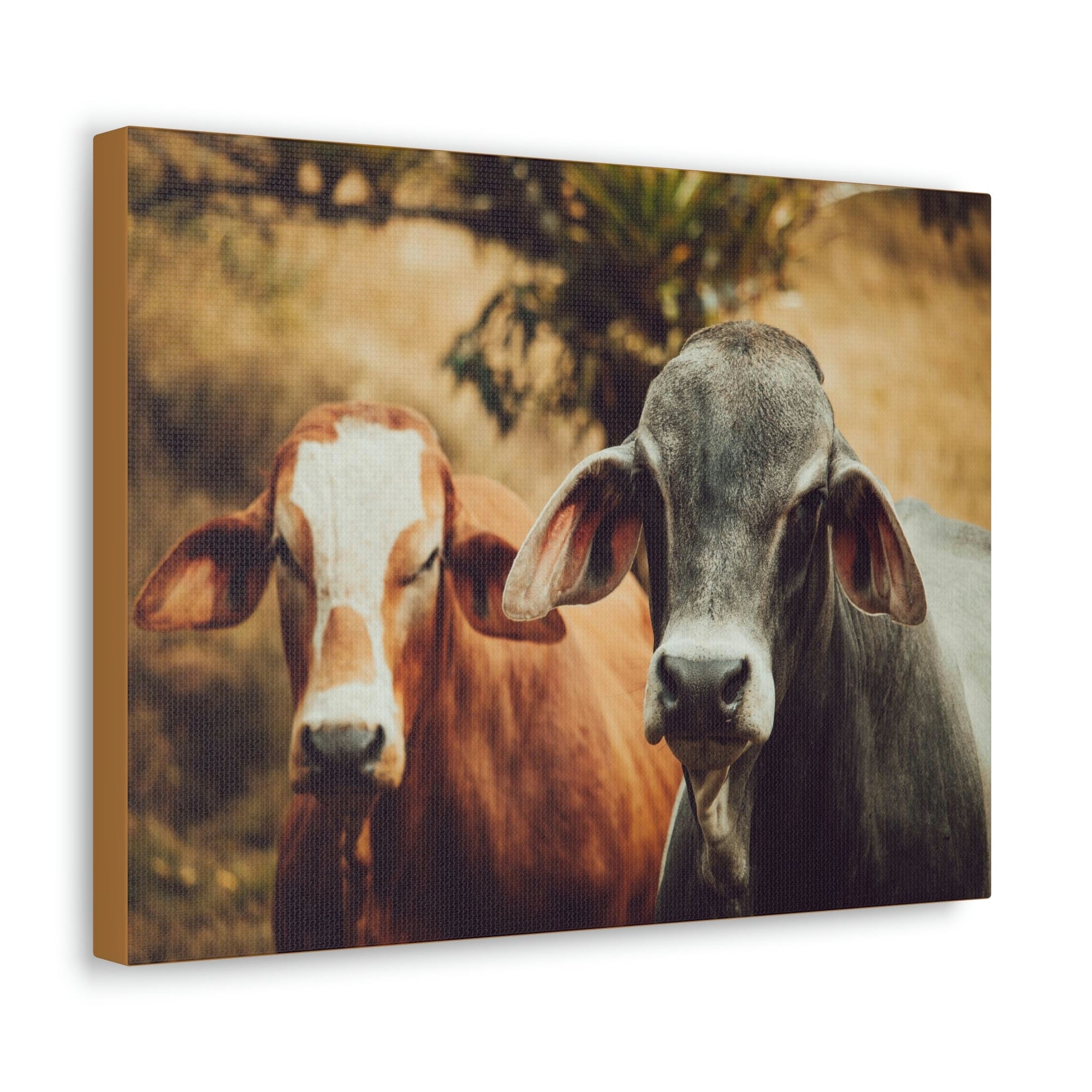 Funny Zebu Silly Zebu Couple Wall Art Ready to Hang Unframed-Express Your Love Gifts