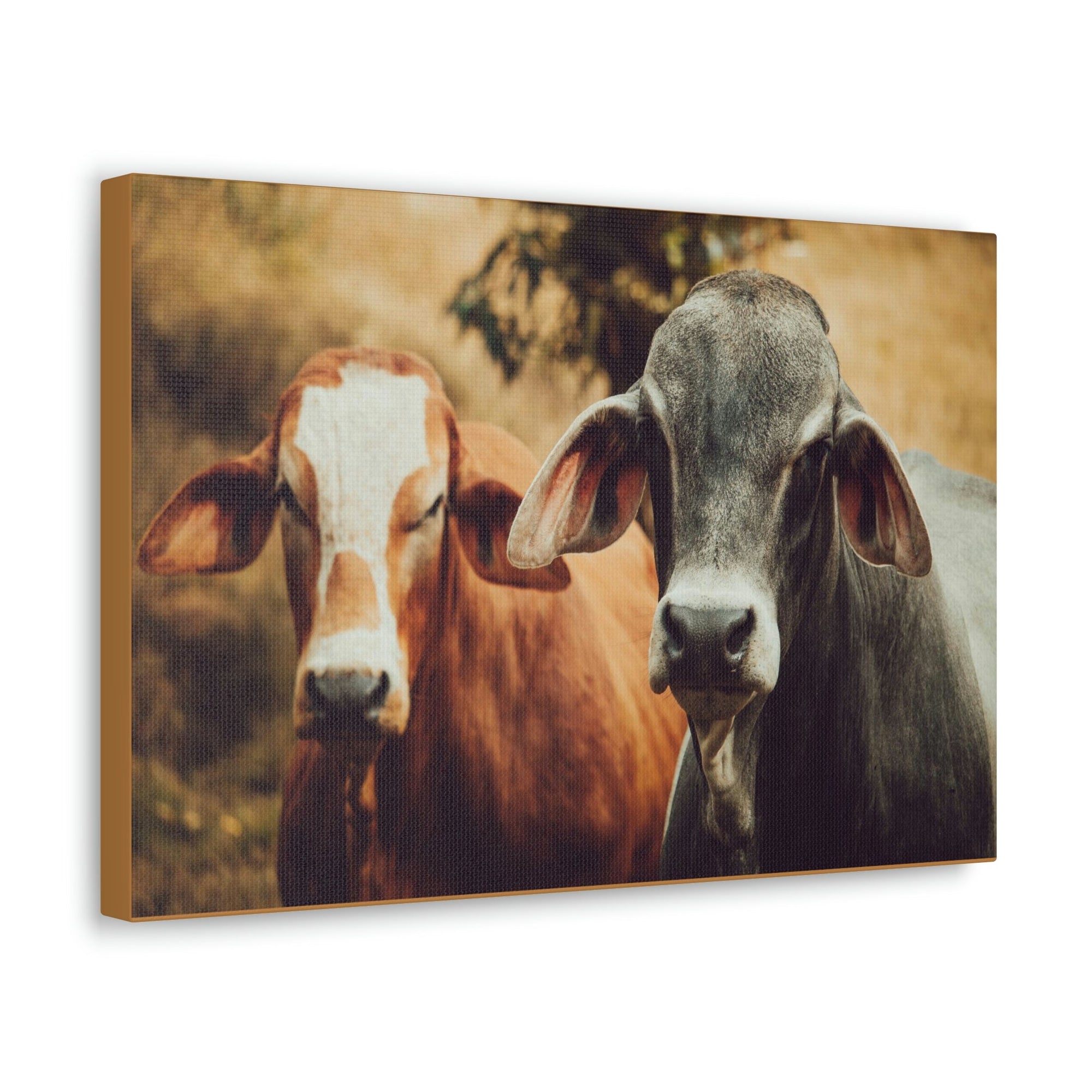 Funny Zebu Silly Zebu Couple Wall Art Ready to Hang Unframed-Express Your Love Gifts