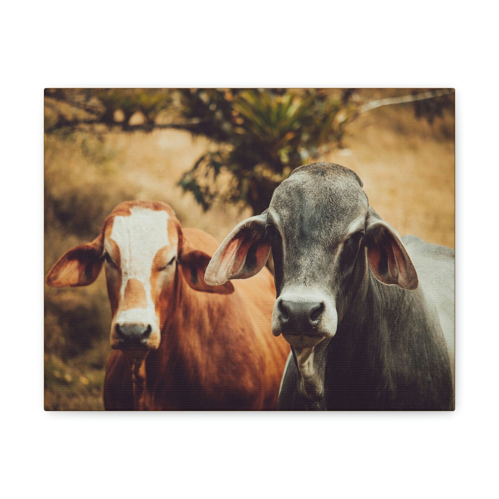 Funny Zebu Silly Zebu Couple Wall Art Ready to Hang Unframed-Express Your Love Gifts